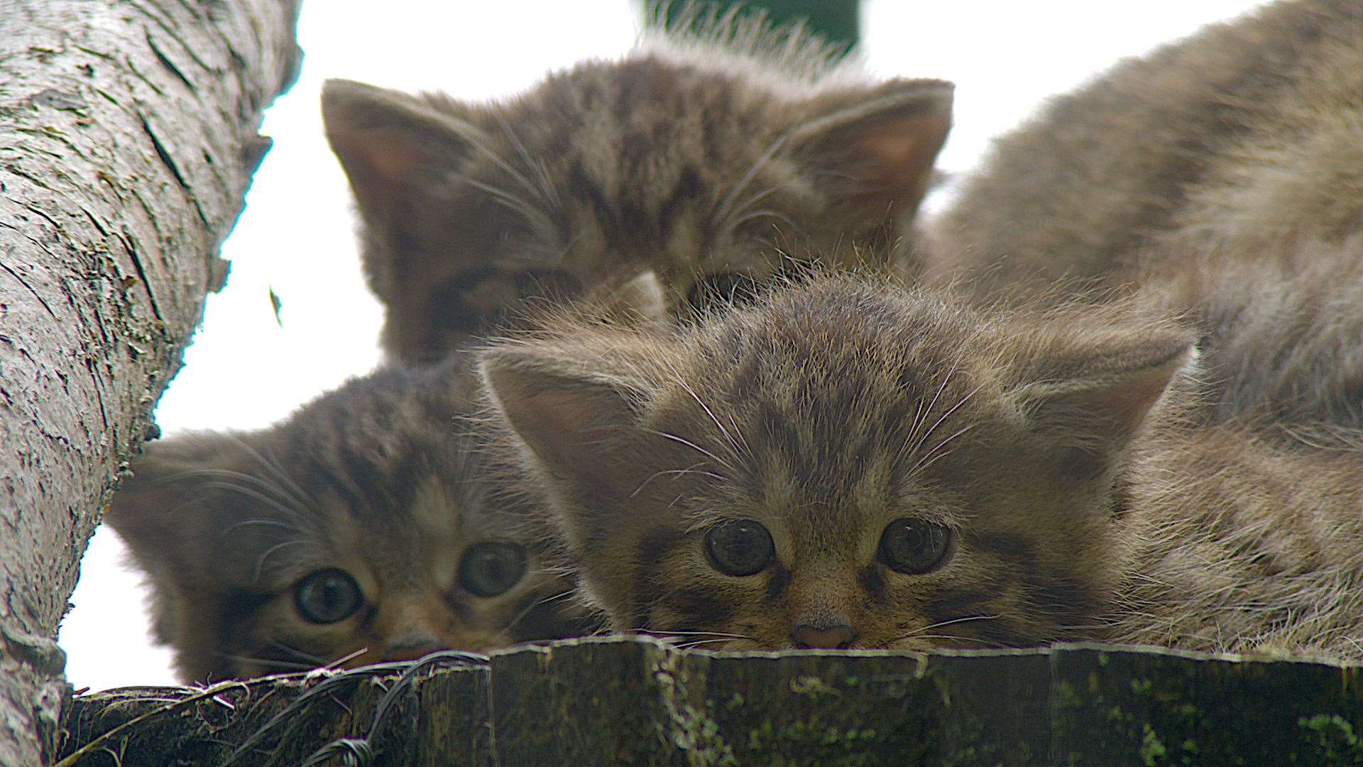 There are hopes that wildcat kittens to be breed at the site could be released as early as next year. Photo: Saving Wildcats