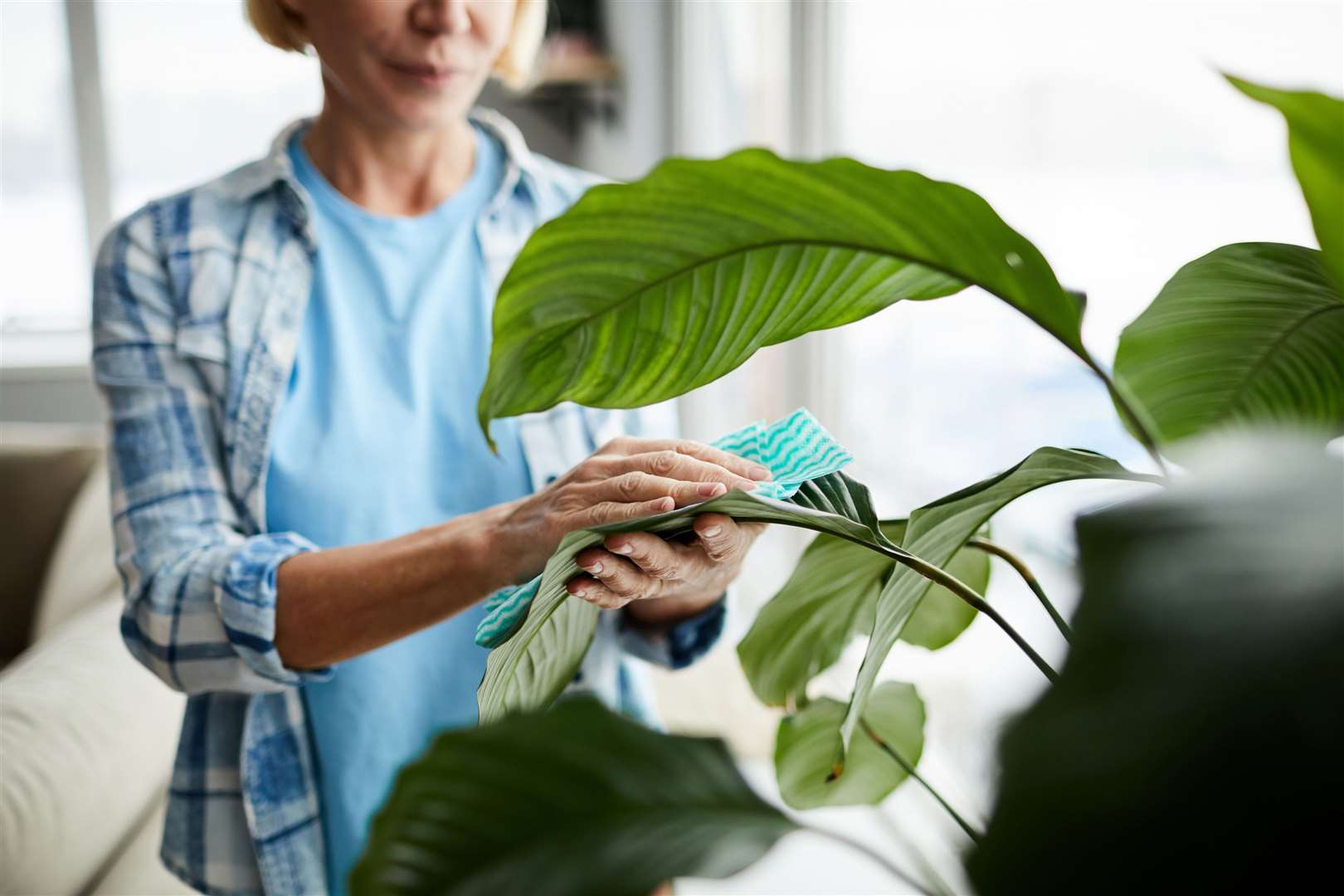Wipe the leaves of houseplants to aid good health. Picture: iStock/PA
