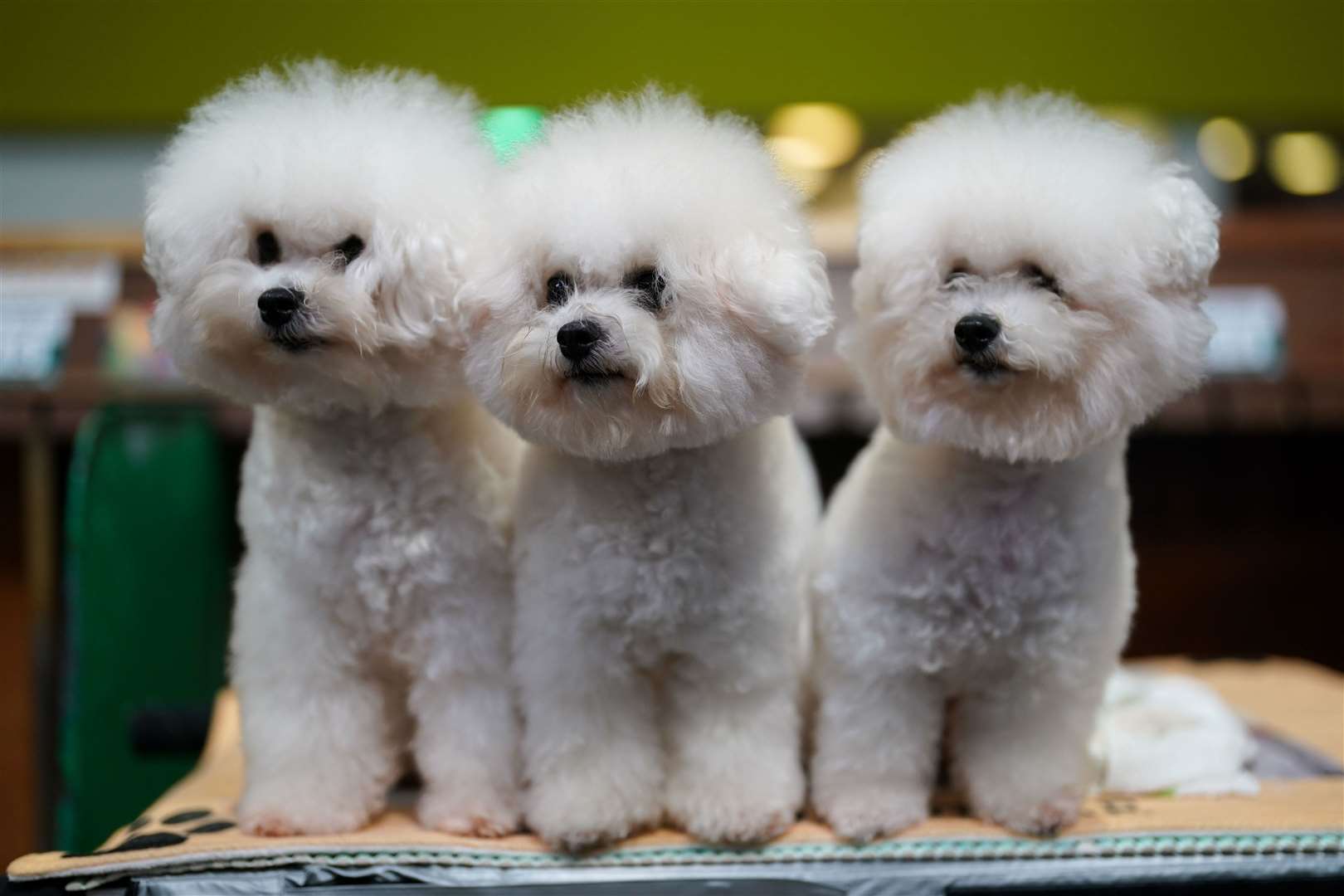 Three bichon frise are pretty as a picture as they look towards their handler (Jacob King/PA)