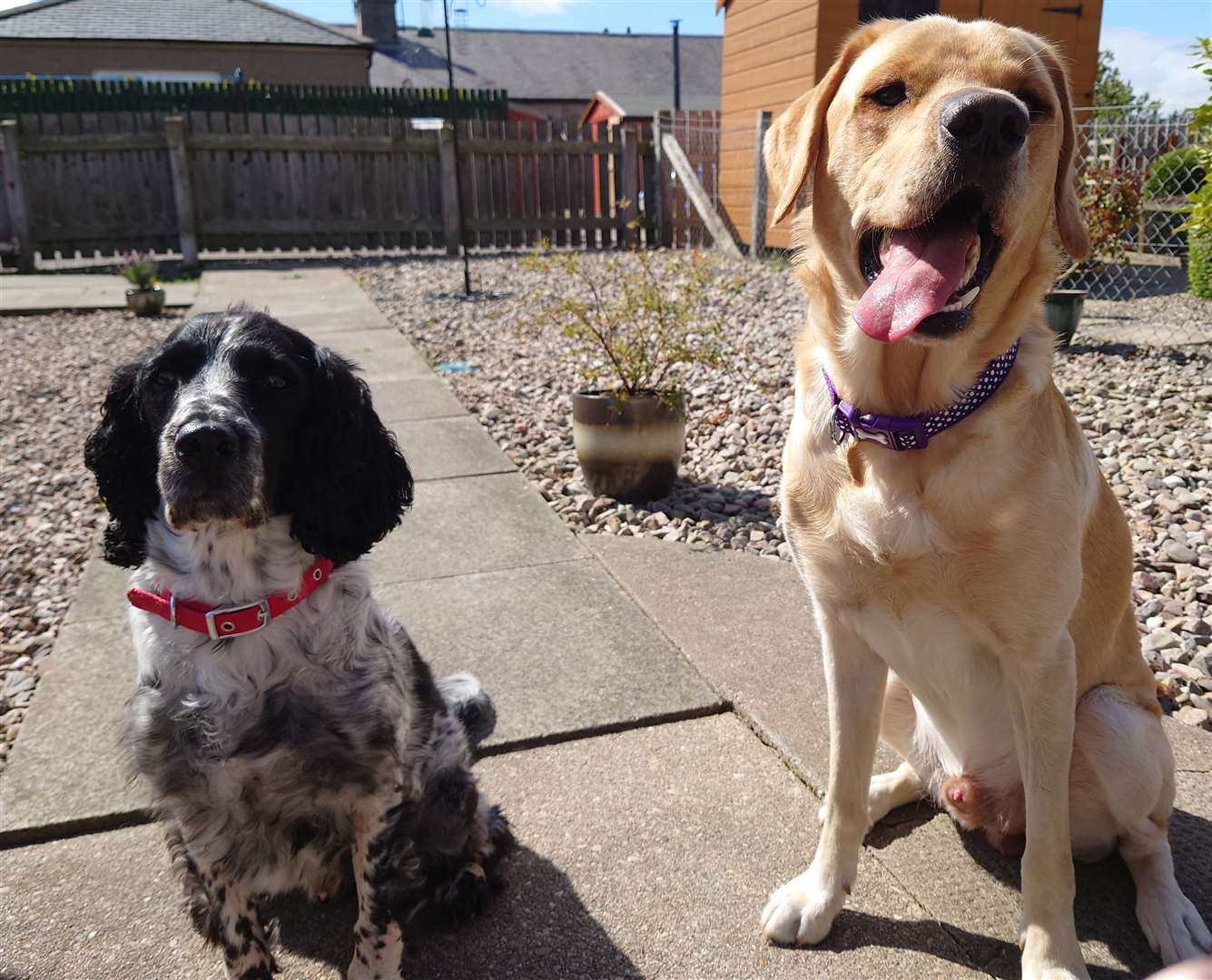 Brodie and Robbie, owner Clare Harwood, from Elgin.
