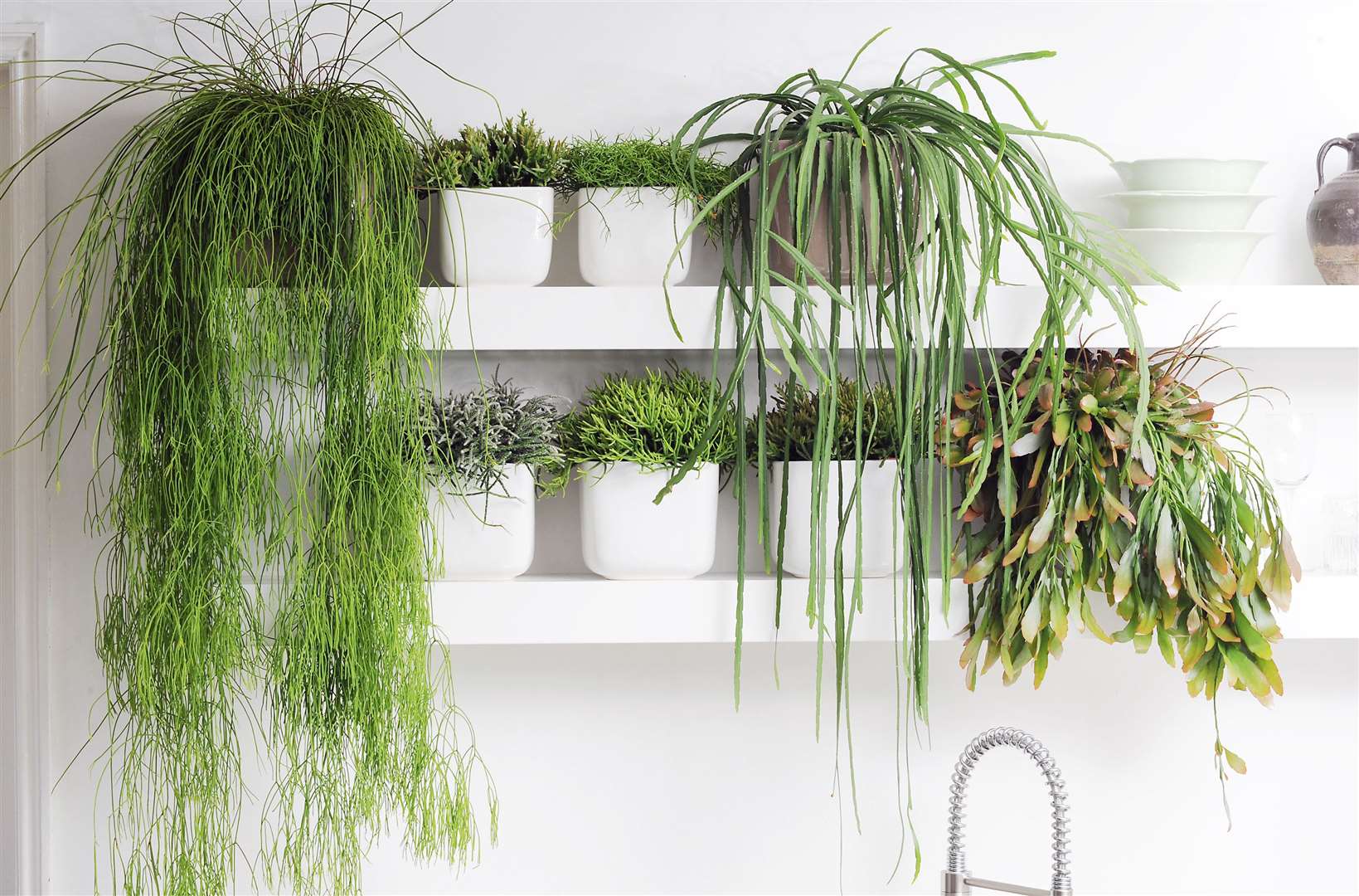 Trailing houseplants can add interest and colour to a room. Picture: Thejoyofplants.co.uk/PA