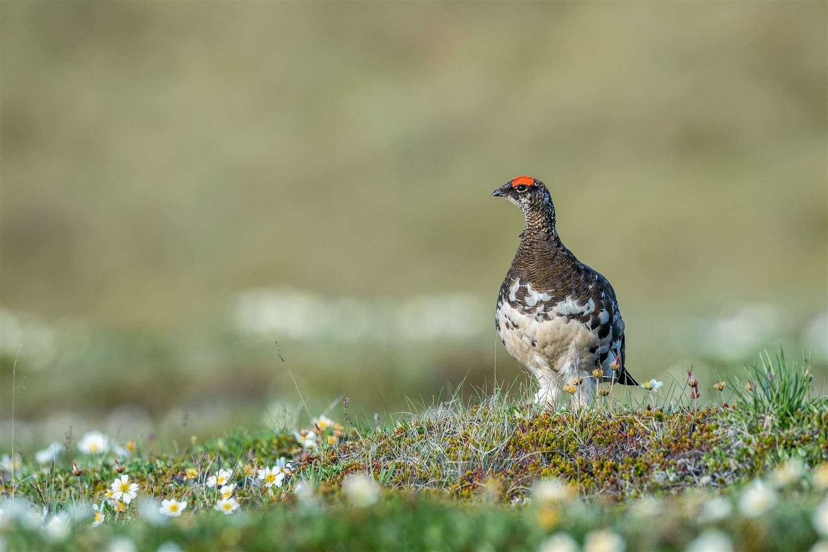 Ptarmigans change their plumage with the seasons.