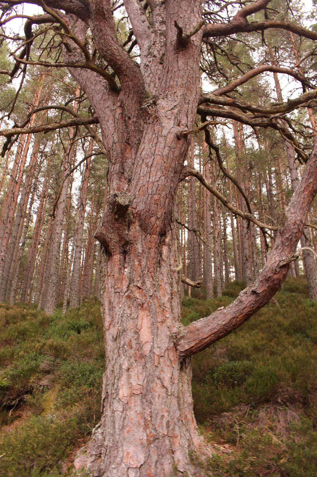 An ancient Scots pine alongside the trail.