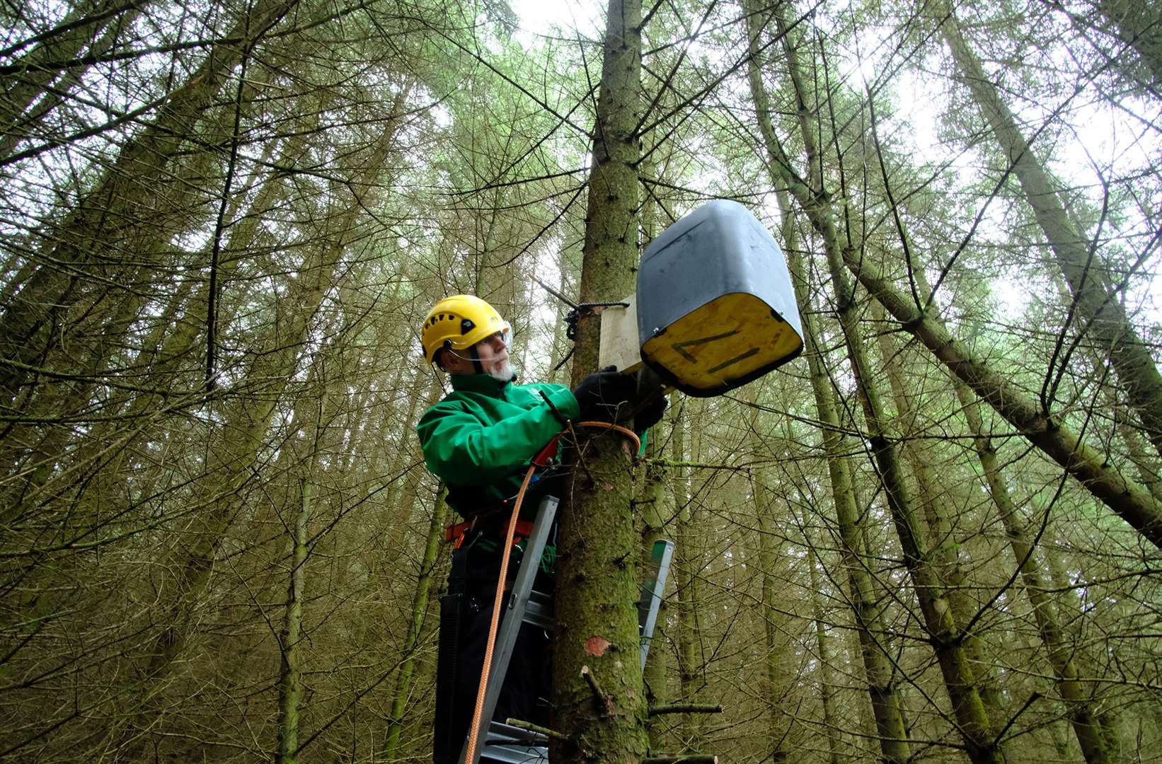 Forestry England Ecologist Wayne Penrose erects one of fifty pine marten denning boxes in Kielder Forest (Forestry England/PA)