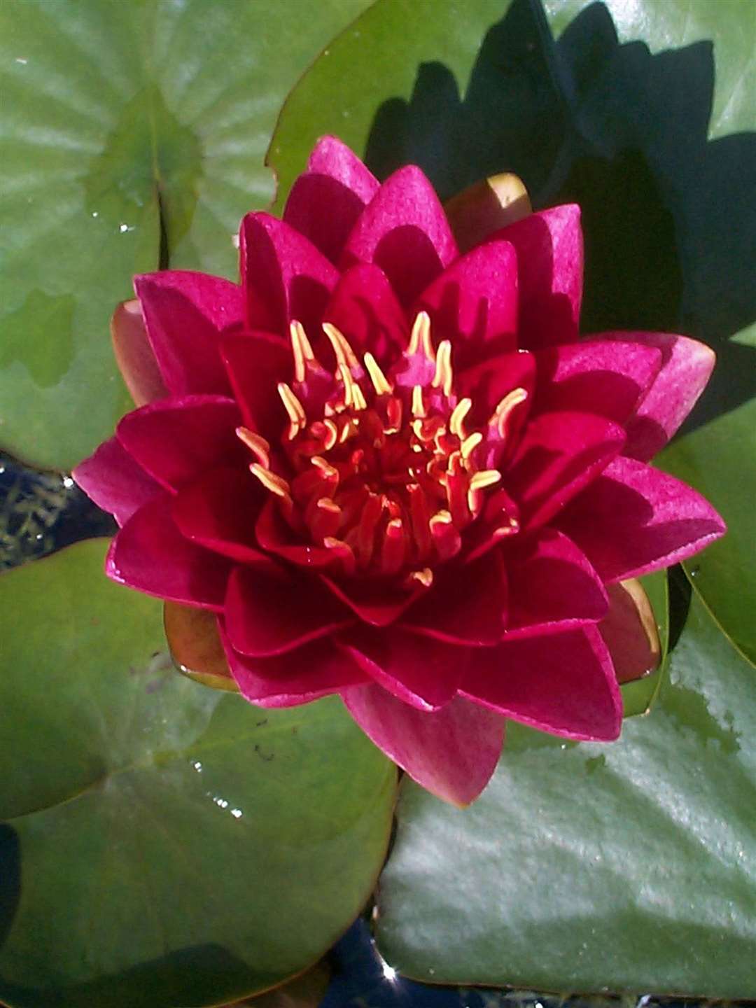 Water lily Nymphaea 'Perry's Baby Red'. Picture: Oase/PA