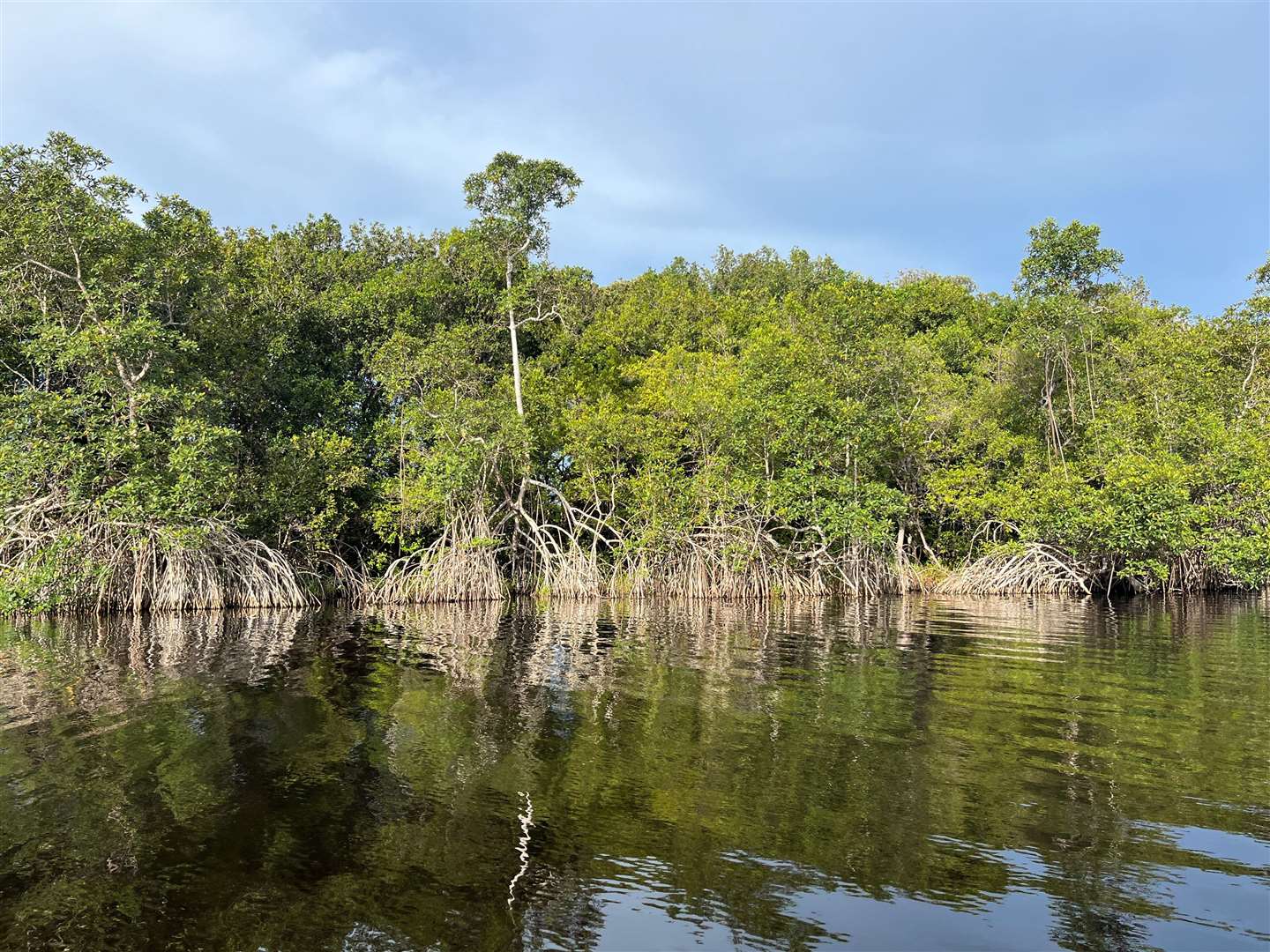 Gabon’s mangroves are also an important carbon store (Emily Beament/PA)