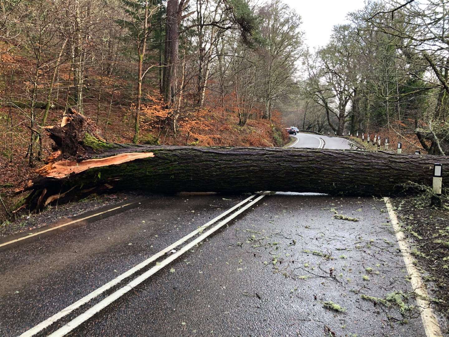 The tree landed on the A82. Picture: John Mowatt