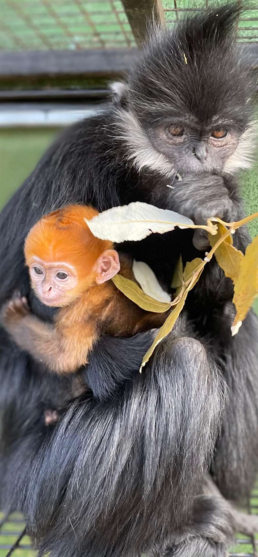 In contrast to the adult François’ langurs monochromatic coats, infants are born with bright orange fur (Whipsnade Zoo/PA)