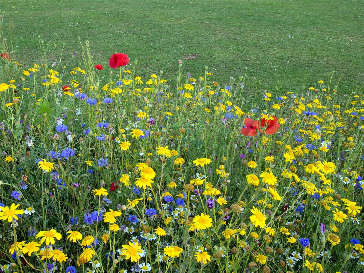 Meadow planting. Picture: iStock/PA