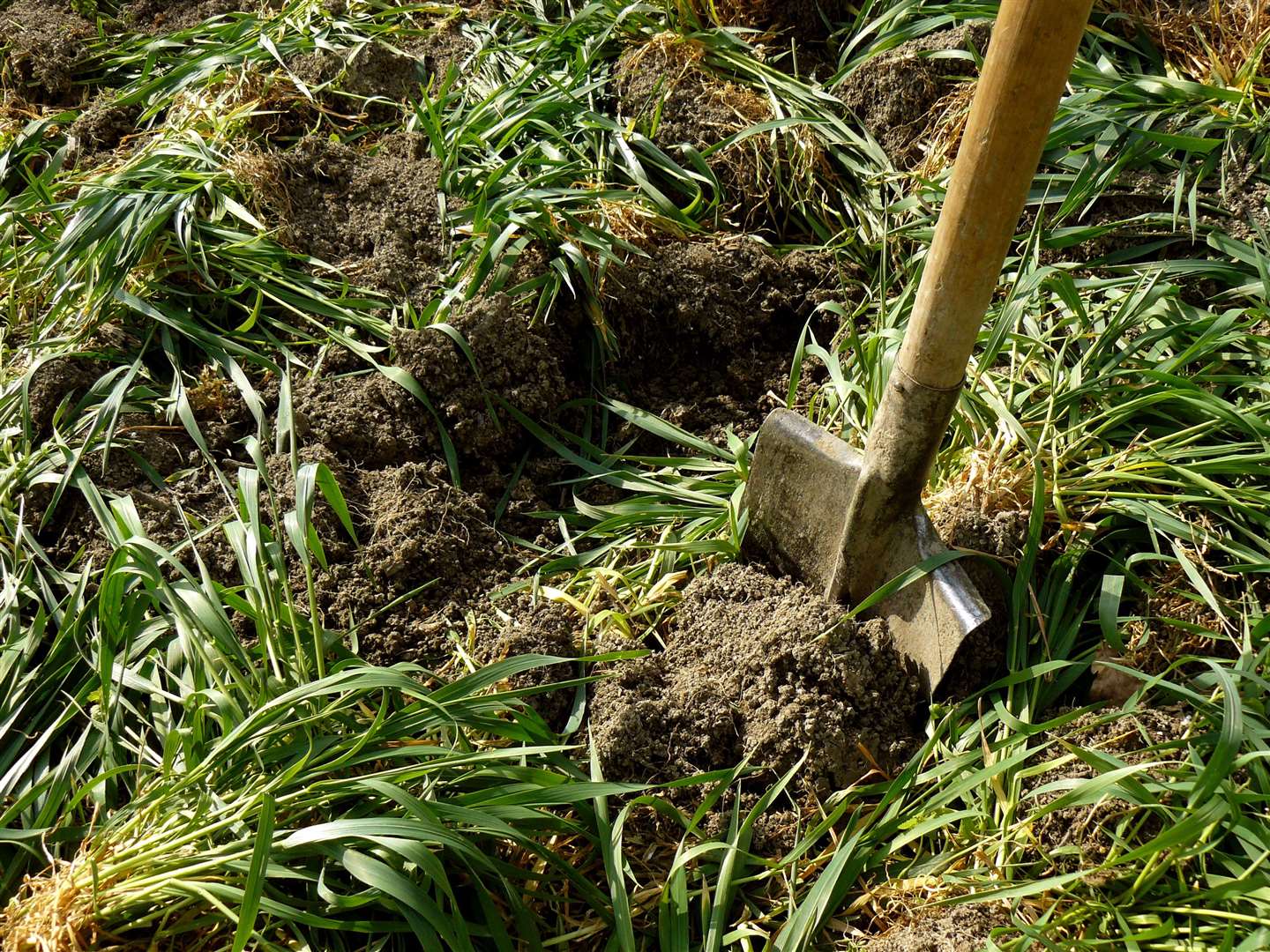 Green manure crops can be dug back into the soil. Picture: iStock/PA