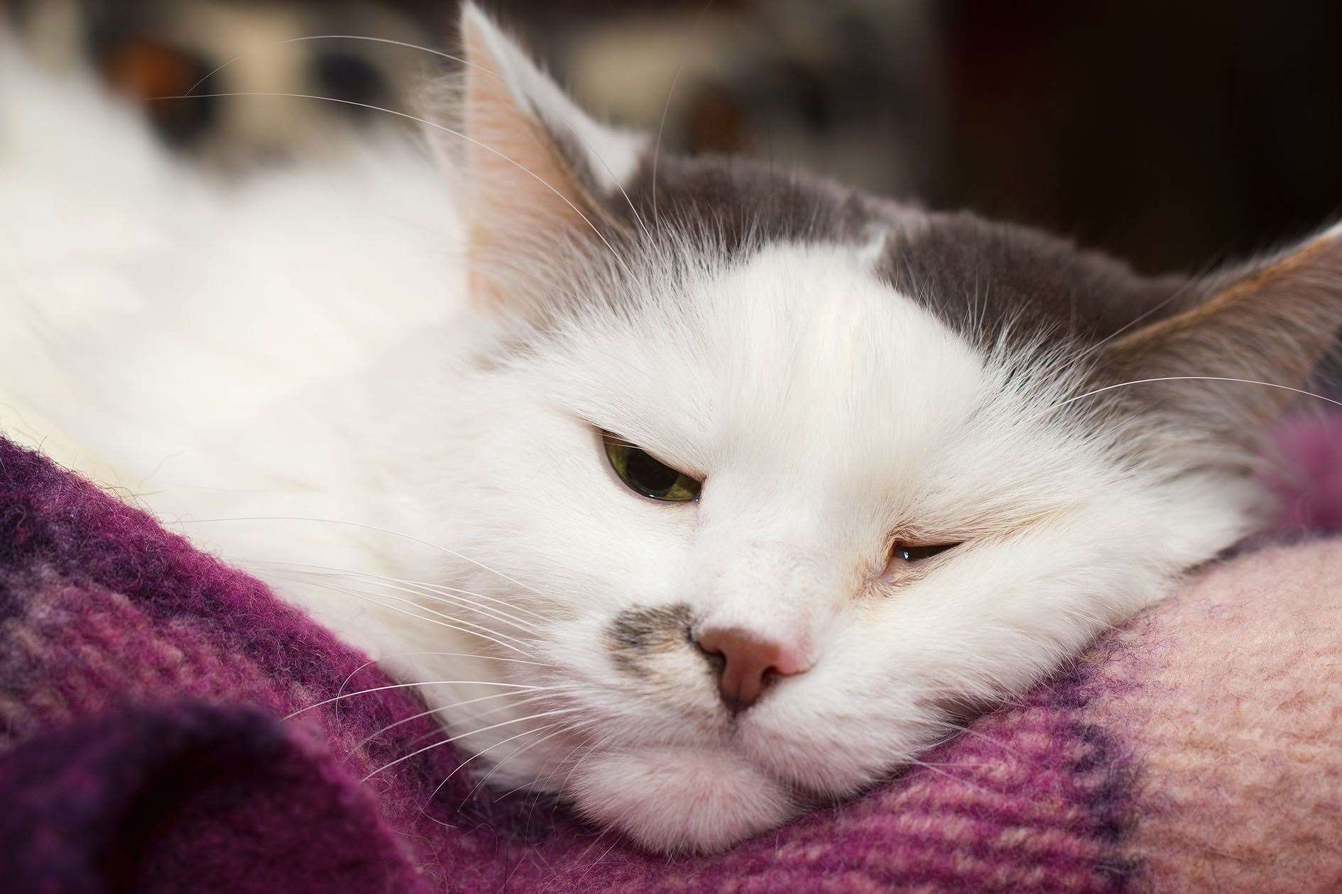 Sick turkish angora cat sleeping on the plaid.