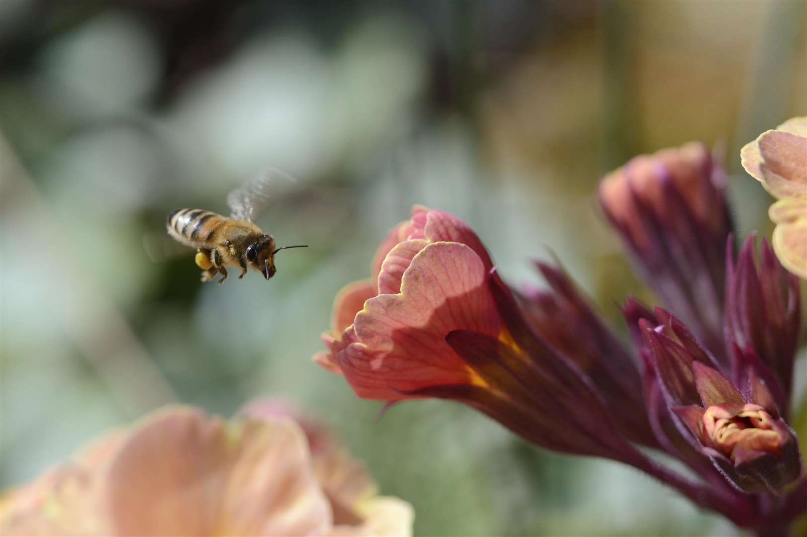 A honeybee flying towards a polyanthus flower. Picture: Scottish Natural Heritage