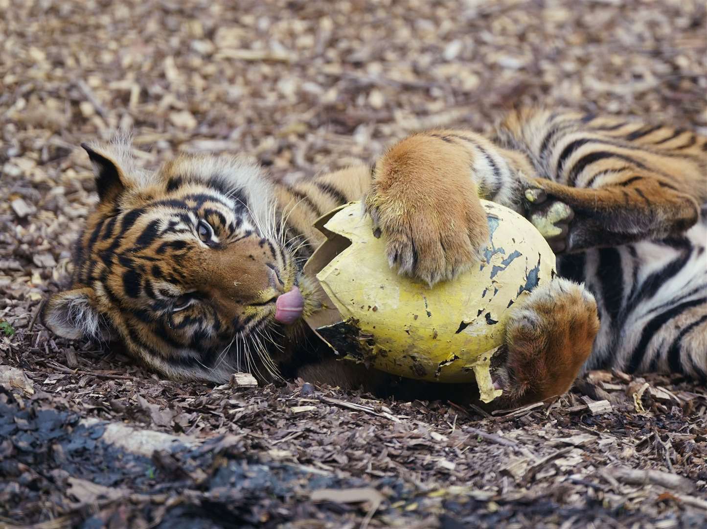 Sumatran tigers enjoying an Easter treat at ZSL London Zoo (Yui Mok/PA)