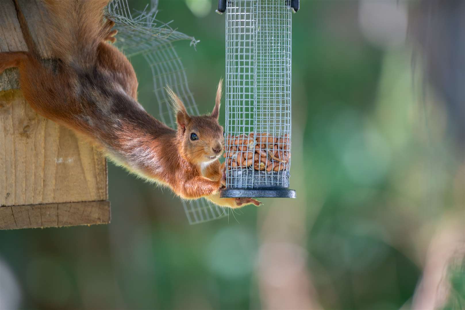 Help red squirrels in winter by leaving a variety of nuts every few days.