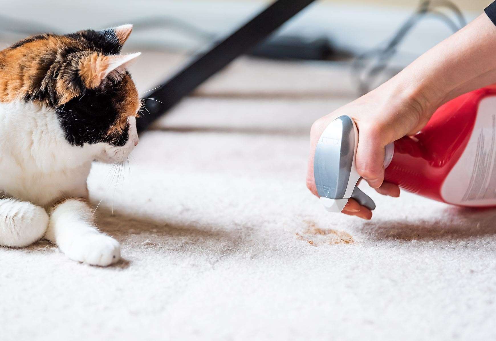 Spraying can be be a sign your cat is unsettled