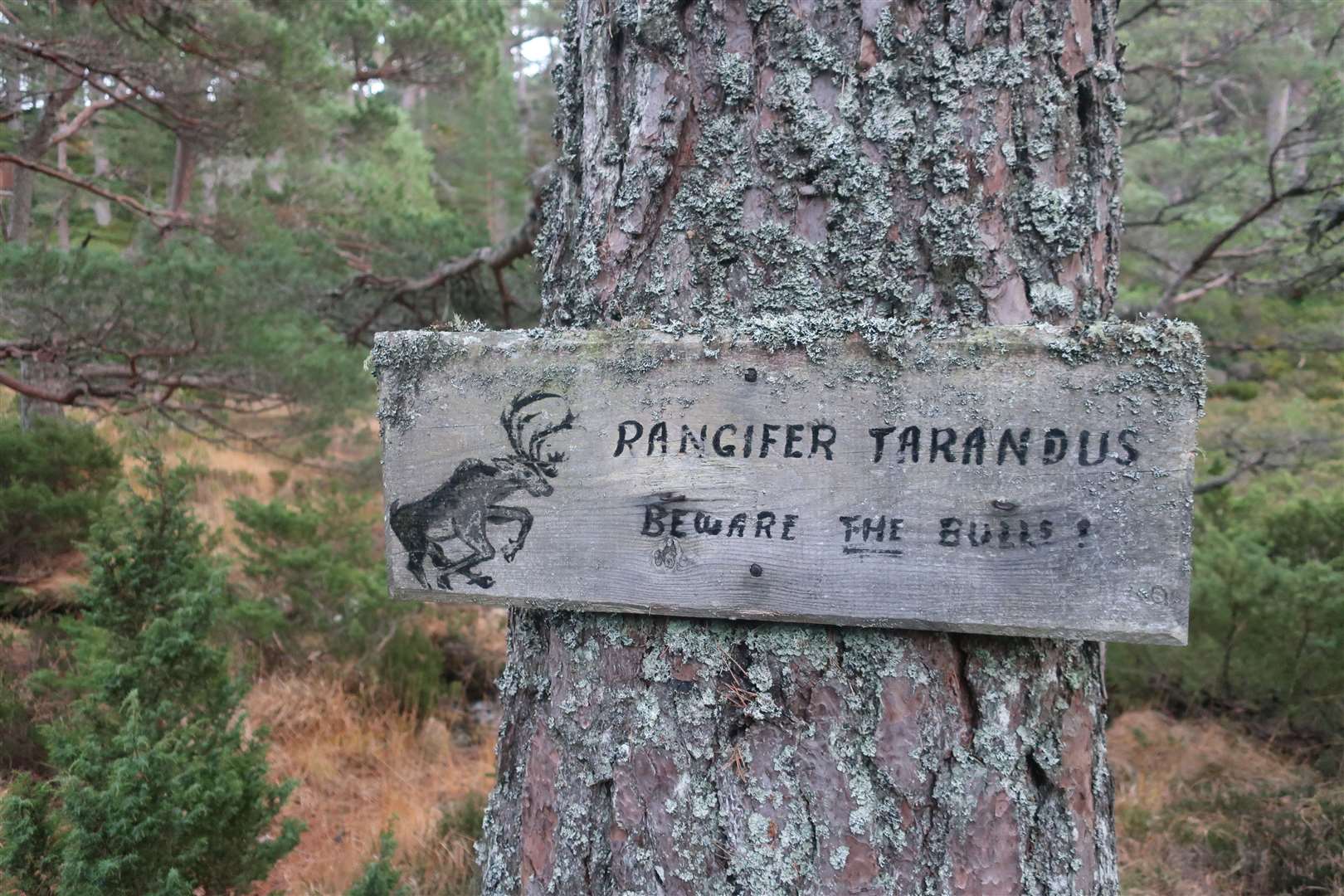 Rangifer tarandus is the scientific name for reindeer.