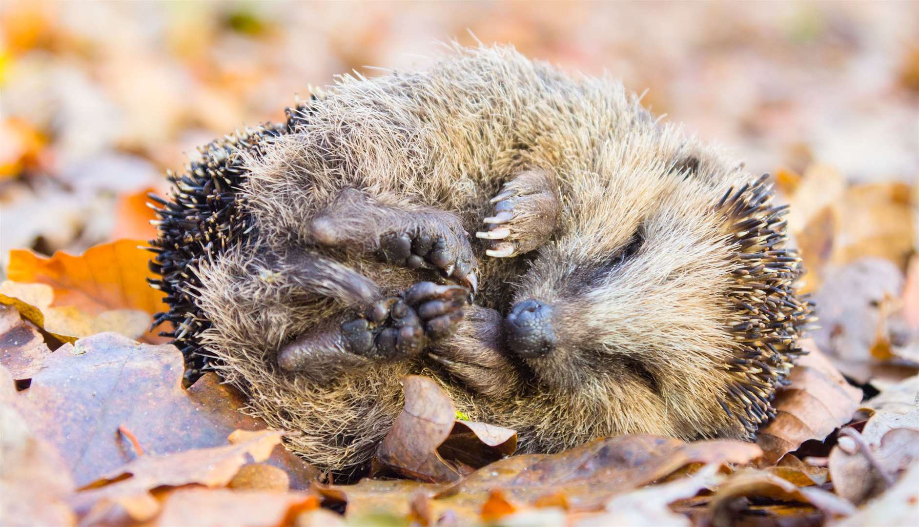 Hedgehogs love to hibernate in compost heaps. Picture: iStock/PA