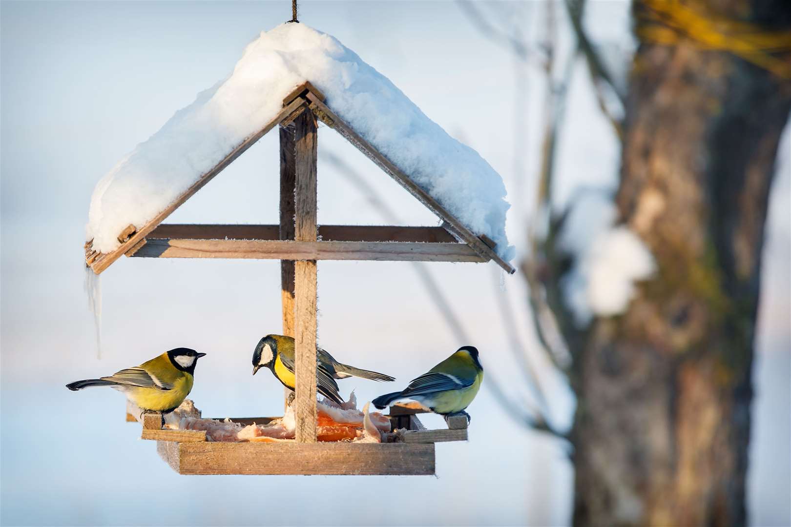 Three tits in a snowy winter bird feeder eating pork fat.