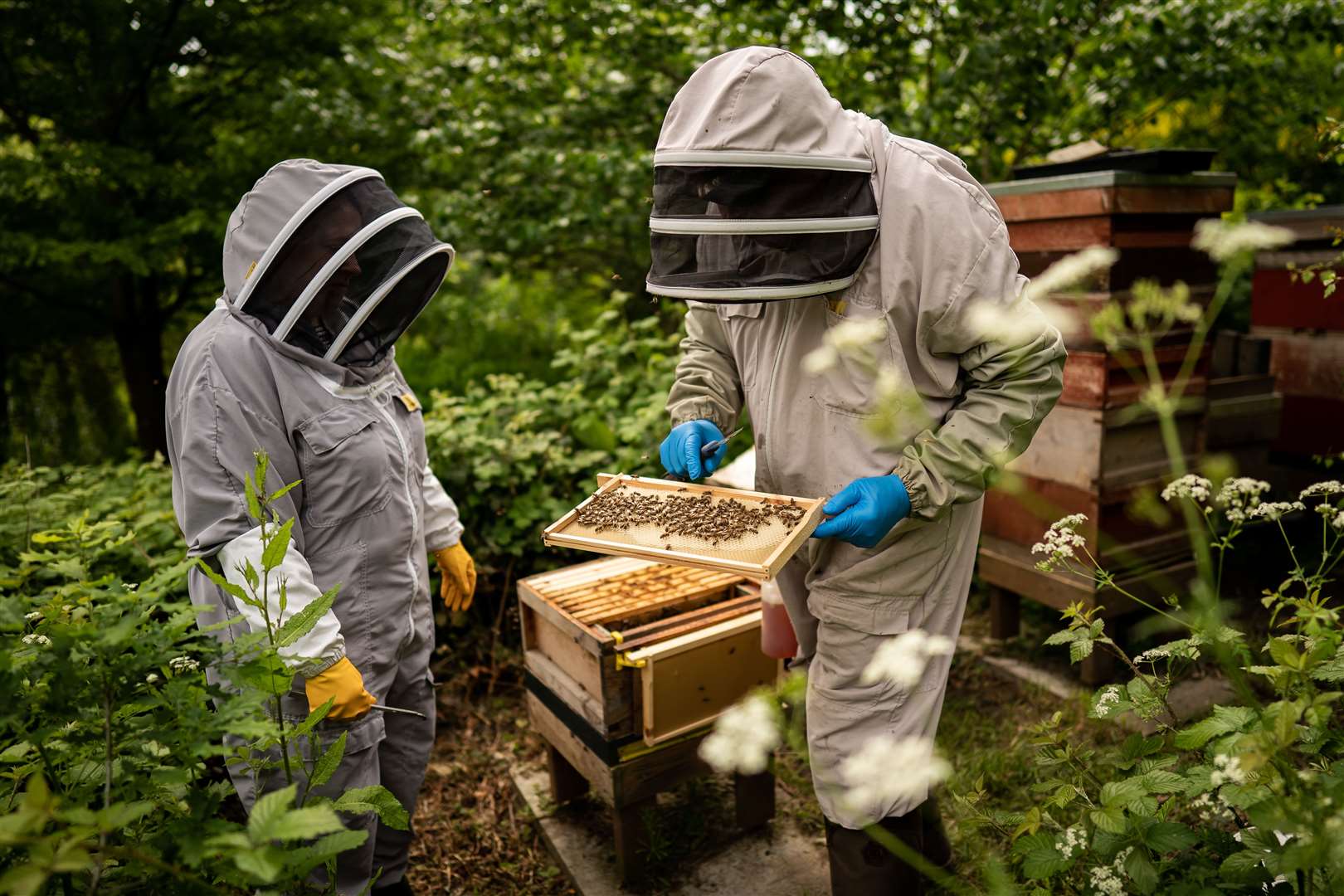 Buckingham Palace is home to four beehives (Aaron Chown/PA)