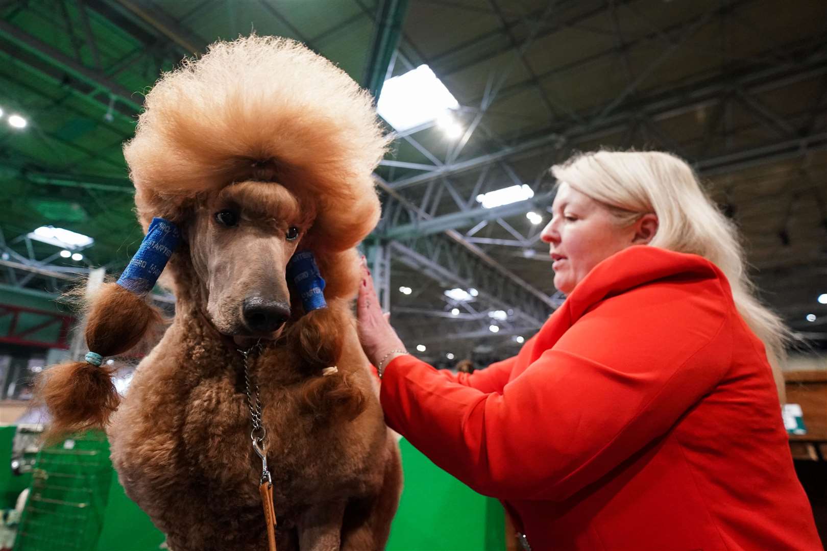 A standard poodle has some time in the salon before its moment in the spotlight (Jacob King/PA)