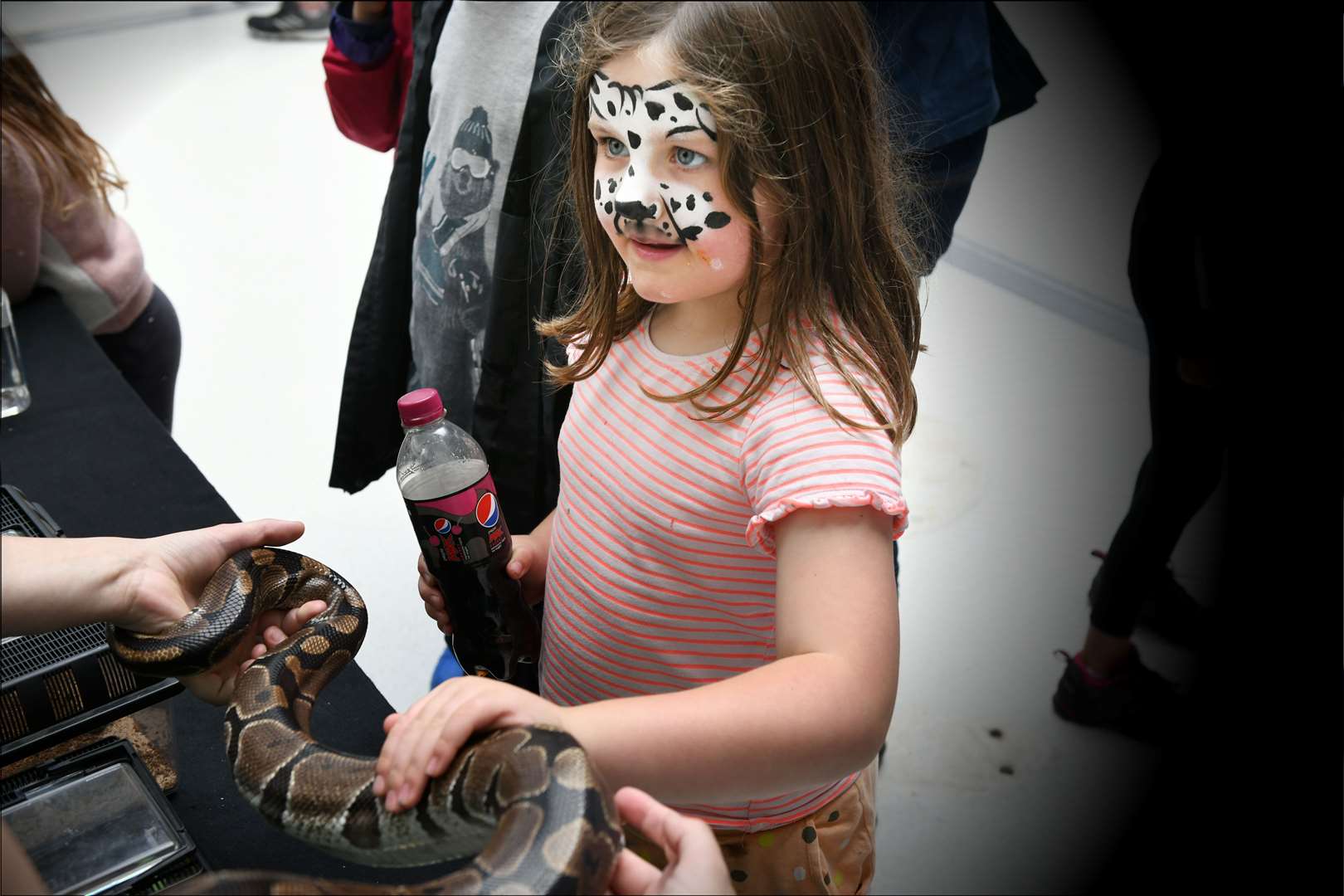 Getting to know Splat the royal python.