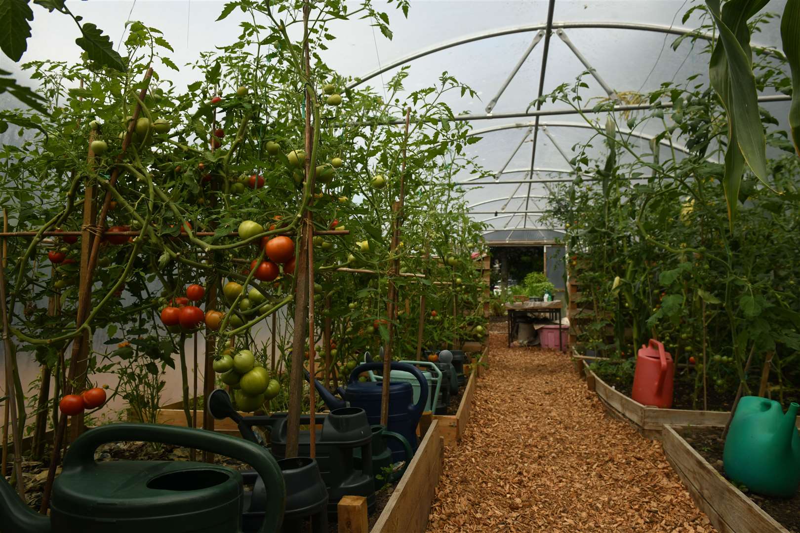 Inside the polytunnel nicknamed 'tomato city'. Picture: James Mackenzie.