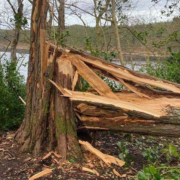 Some trees were snapped in half during Storm Corrie