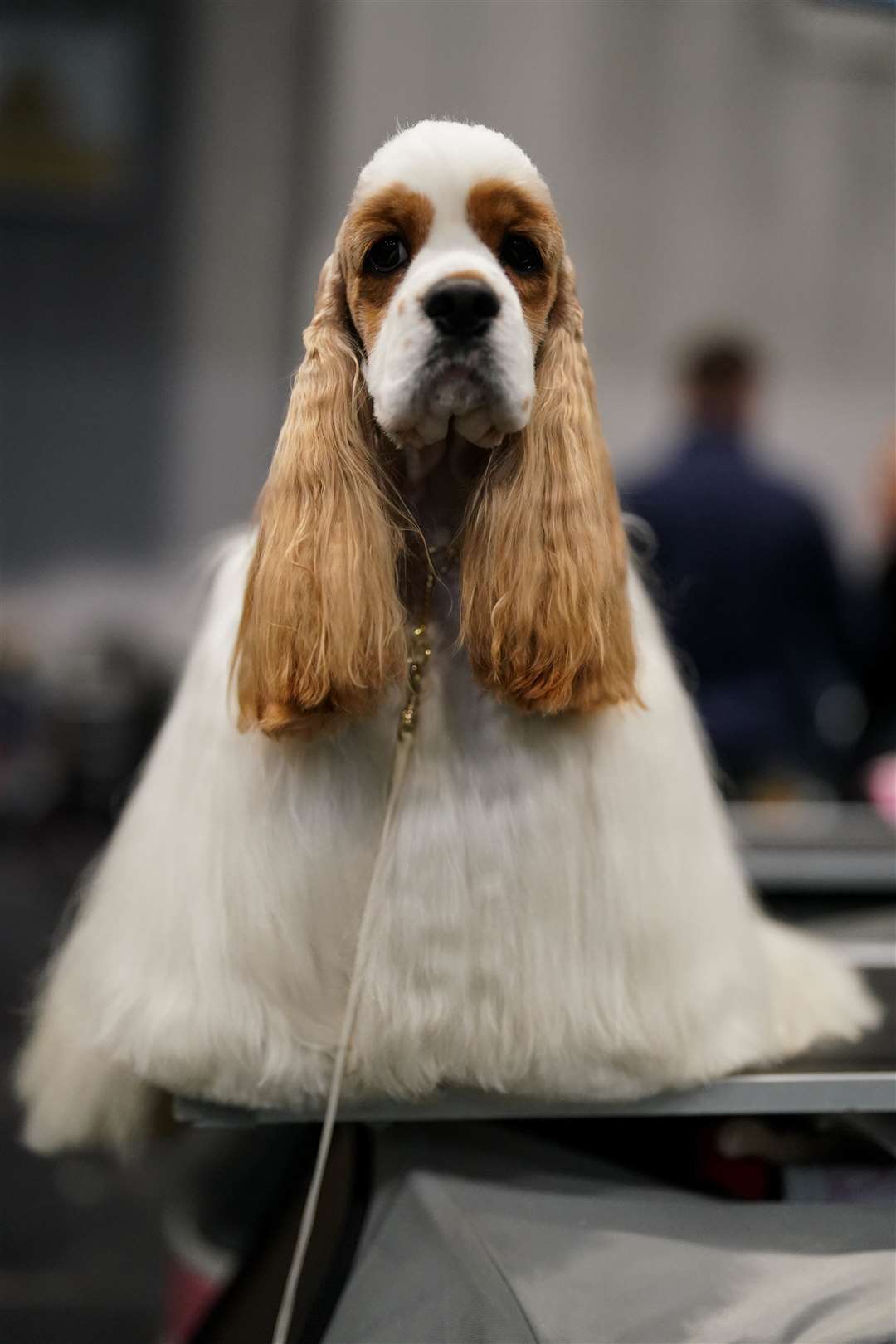 An American cocker spaniel has a moment of calm before entering the show ring (Jacob King/PA)