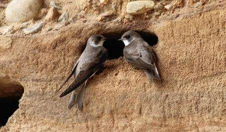 Sandmartins greet one another at a burrow entrance.