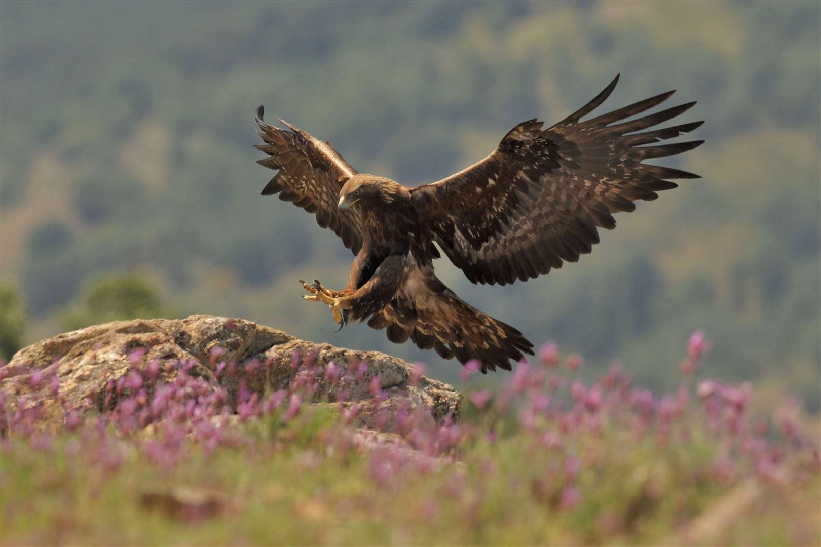 Golden eagles are a rare but majestic view. Pictures: Adobe Stock.