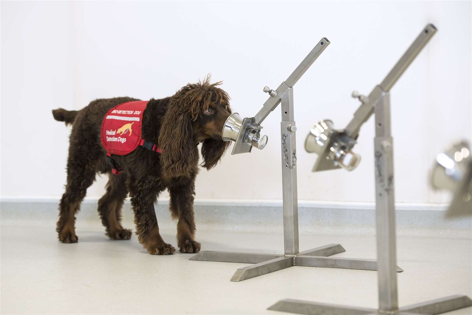 Scientists hope dogs can be trained to ‘sniff out’ Covid-19 (Bex Arts/MDD)