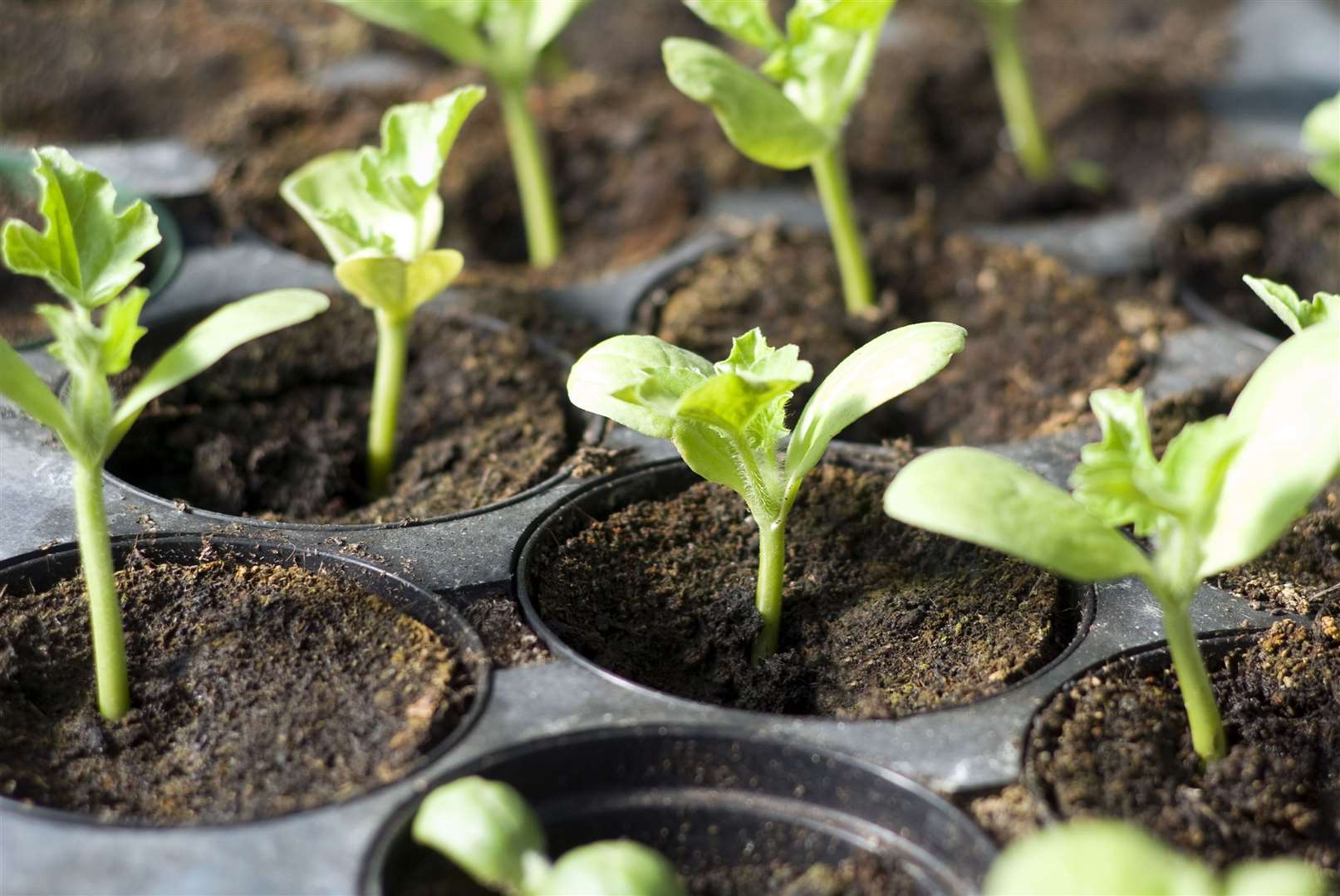 Seedlings need good, well-drained soil – that you can make at home. Picture: iStock/PA