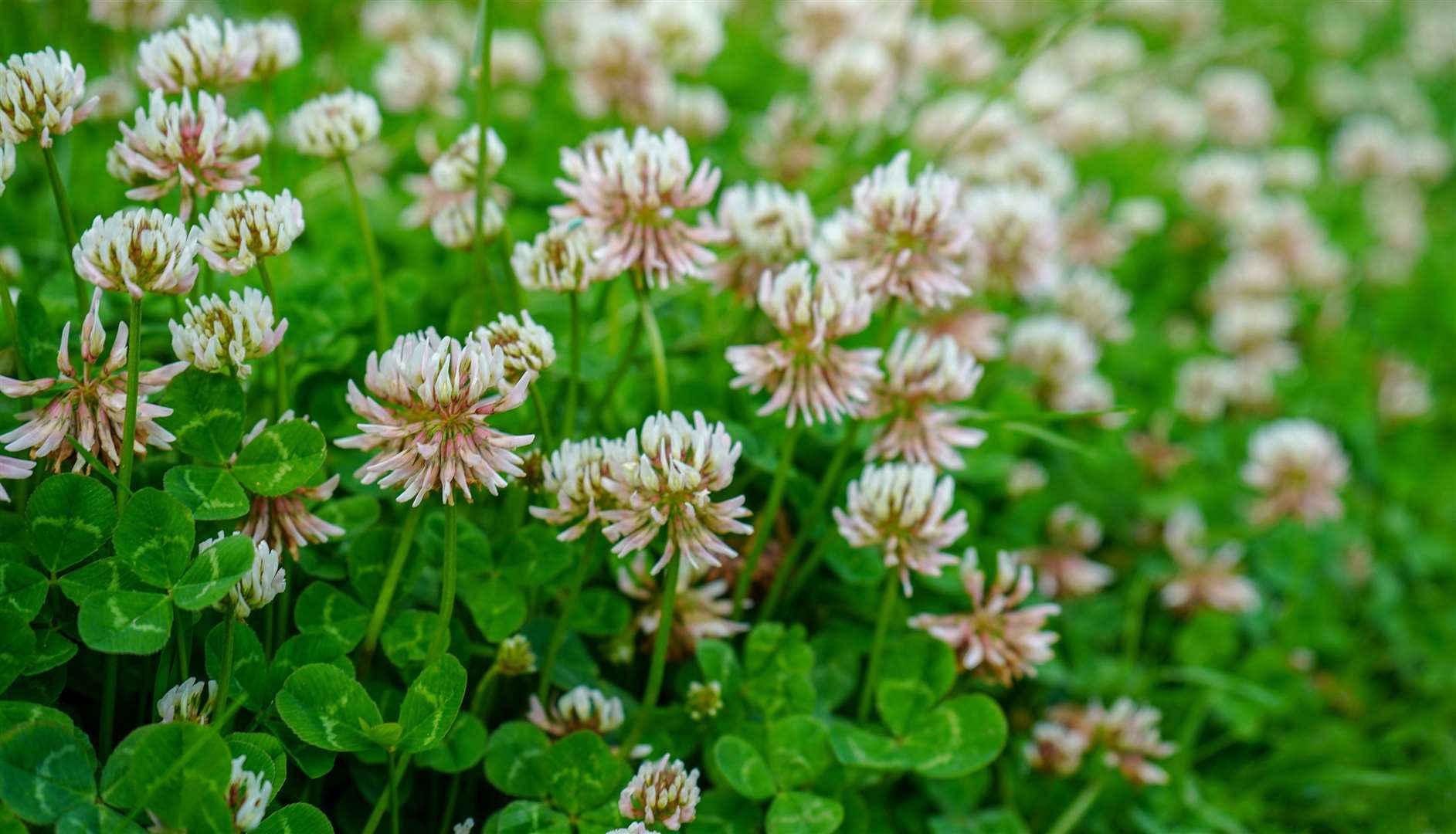 Go for a natural look with a clover lawn. Picture: iStock/PA