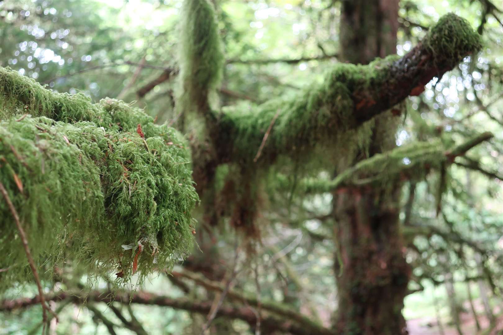 Moss drips from the trees - a number of rare species can be found here.