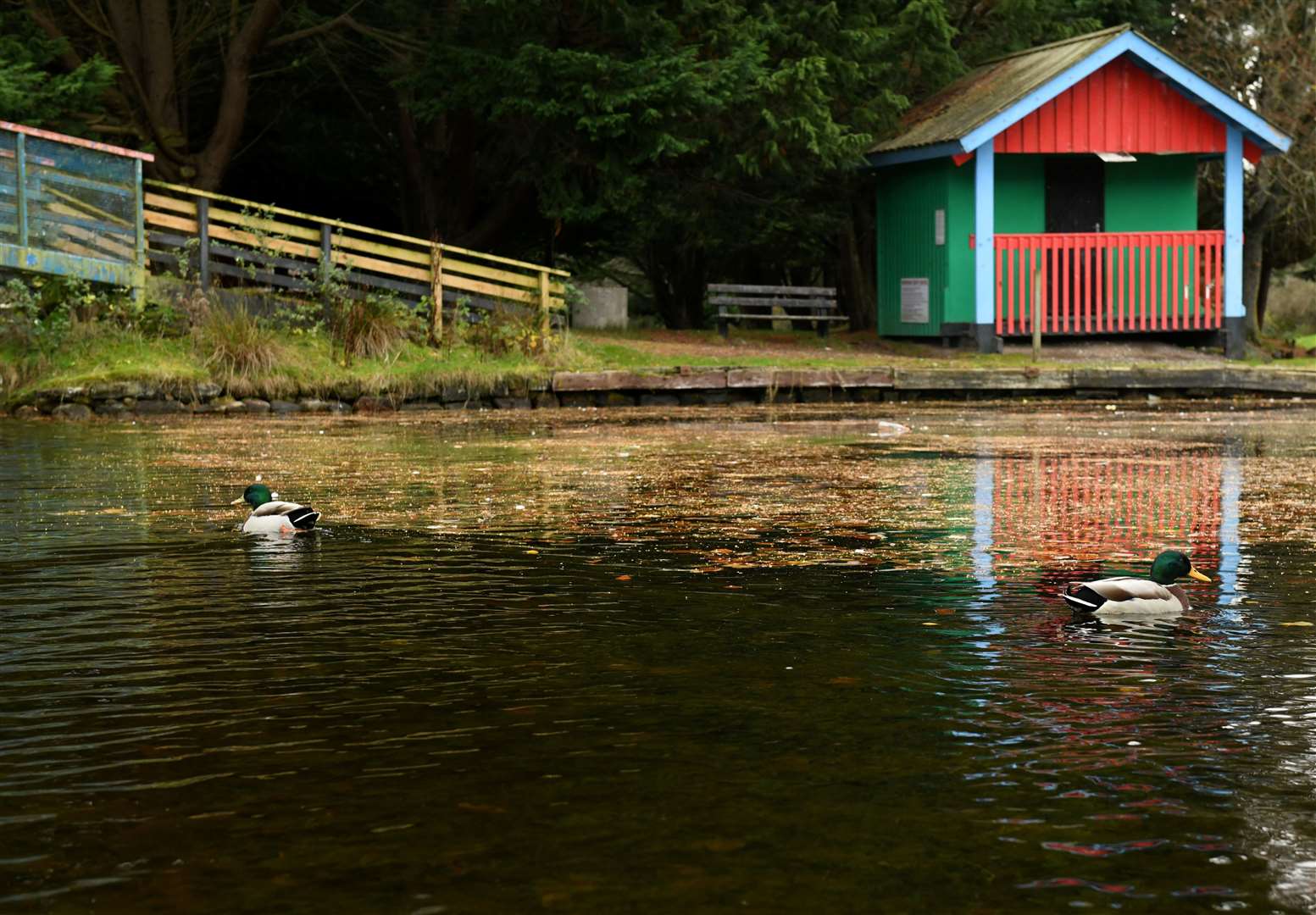Whin Park includes a boating pond. Picture: James Mackenzie