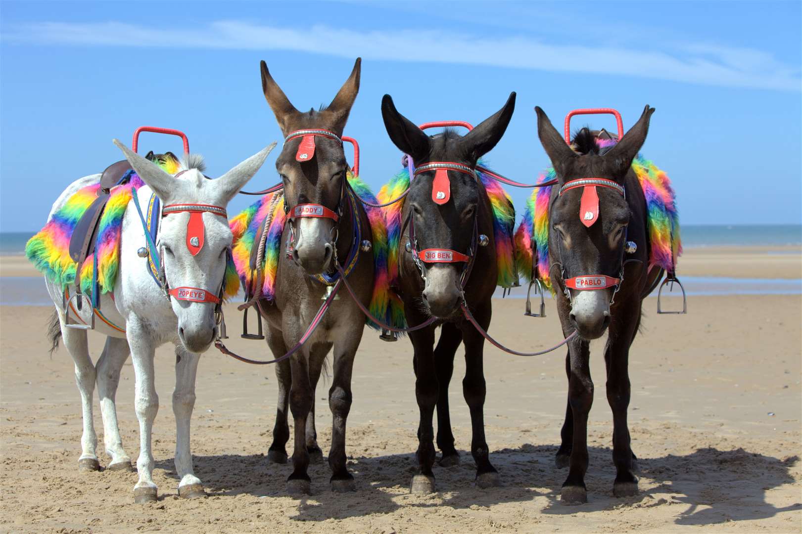 Donkeys at a beach resort in UK