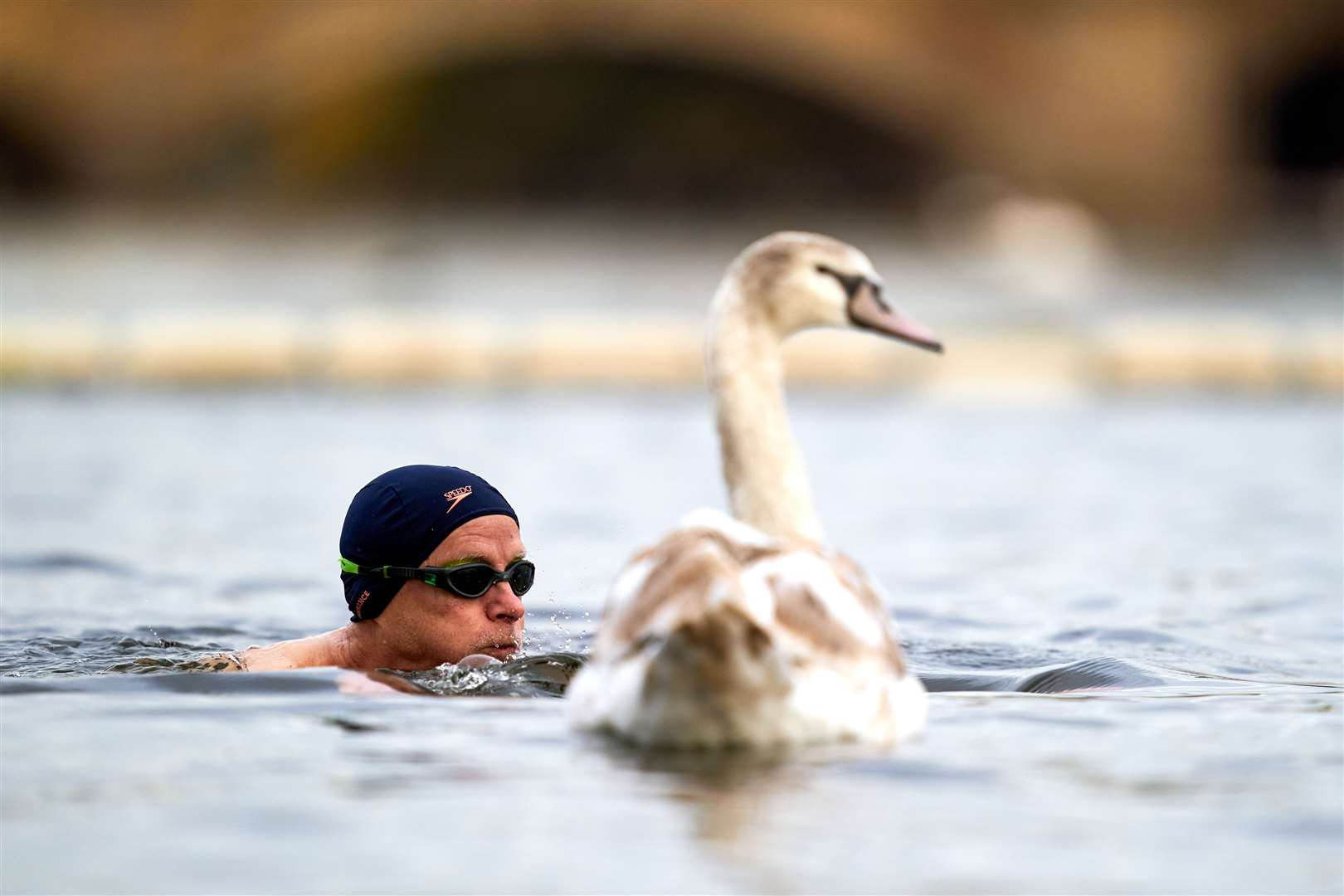 A swimmer passes a swan in open water at Serpentine Swimming Club after the second national lockdown ended (John Walton/PA)
