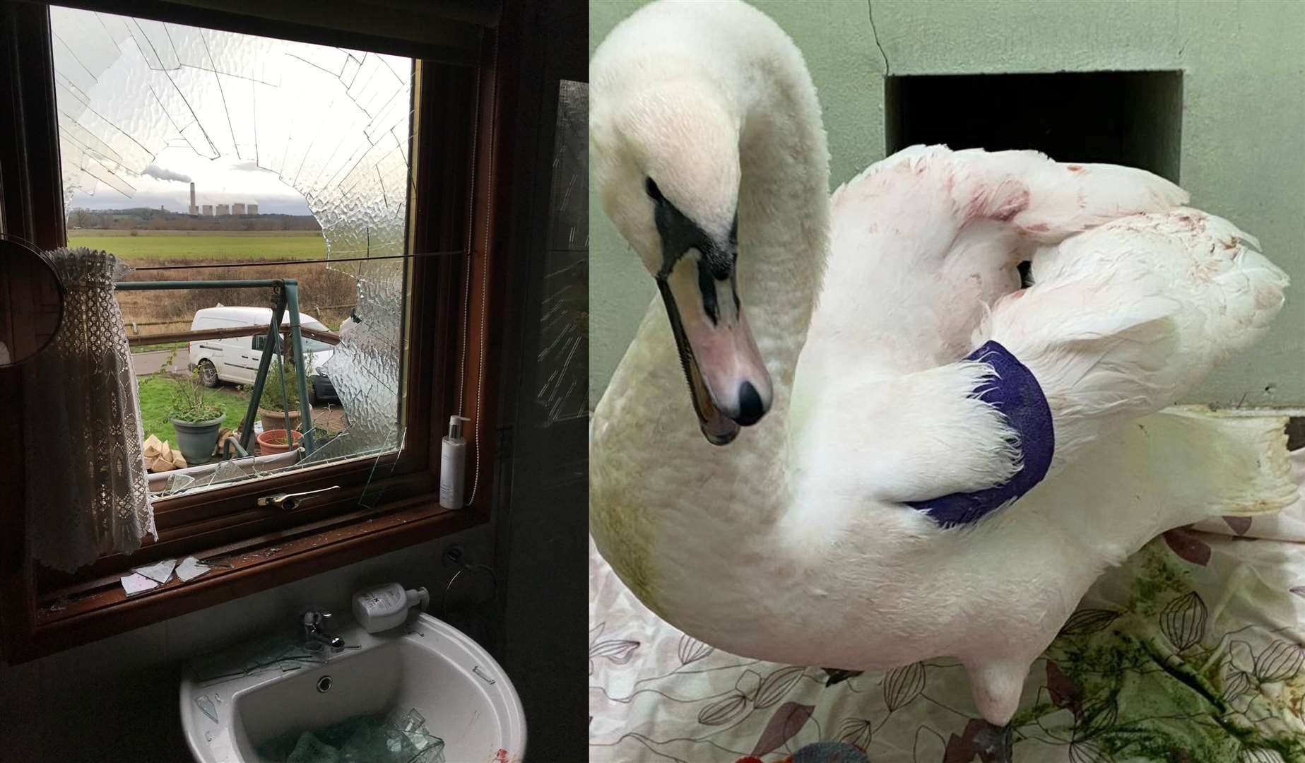 A swan crash-landed through a double-glazed window in Barton in Fabis, Nottinghamshire (RSPCA/PA)