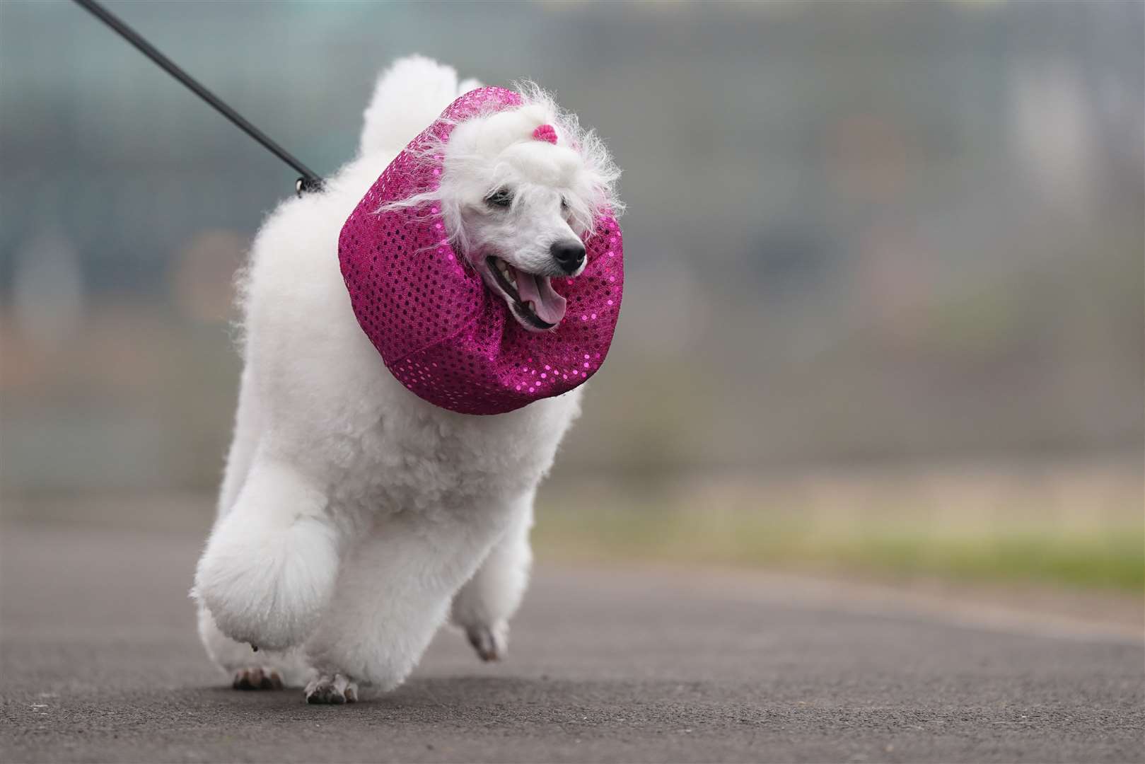 Dogs wore coats, scarves and leg-warmers as they arrived at the NEC on Thursday (Jacob King/PA)