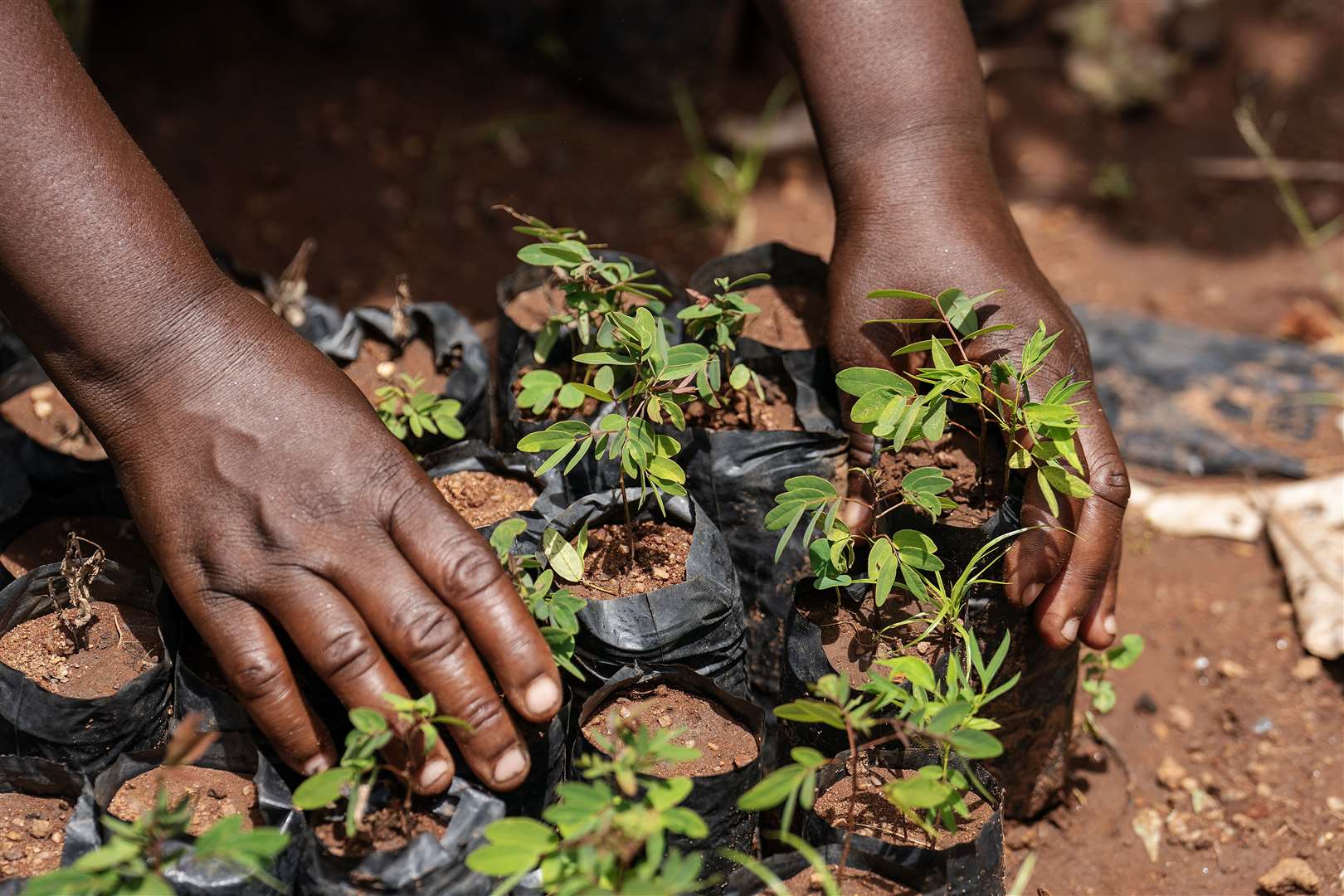 Agnes Jafali tends to seedlings in a tree nursery in the flooding-prone regions around Lake Chilwa (Brian Lawless/PA)