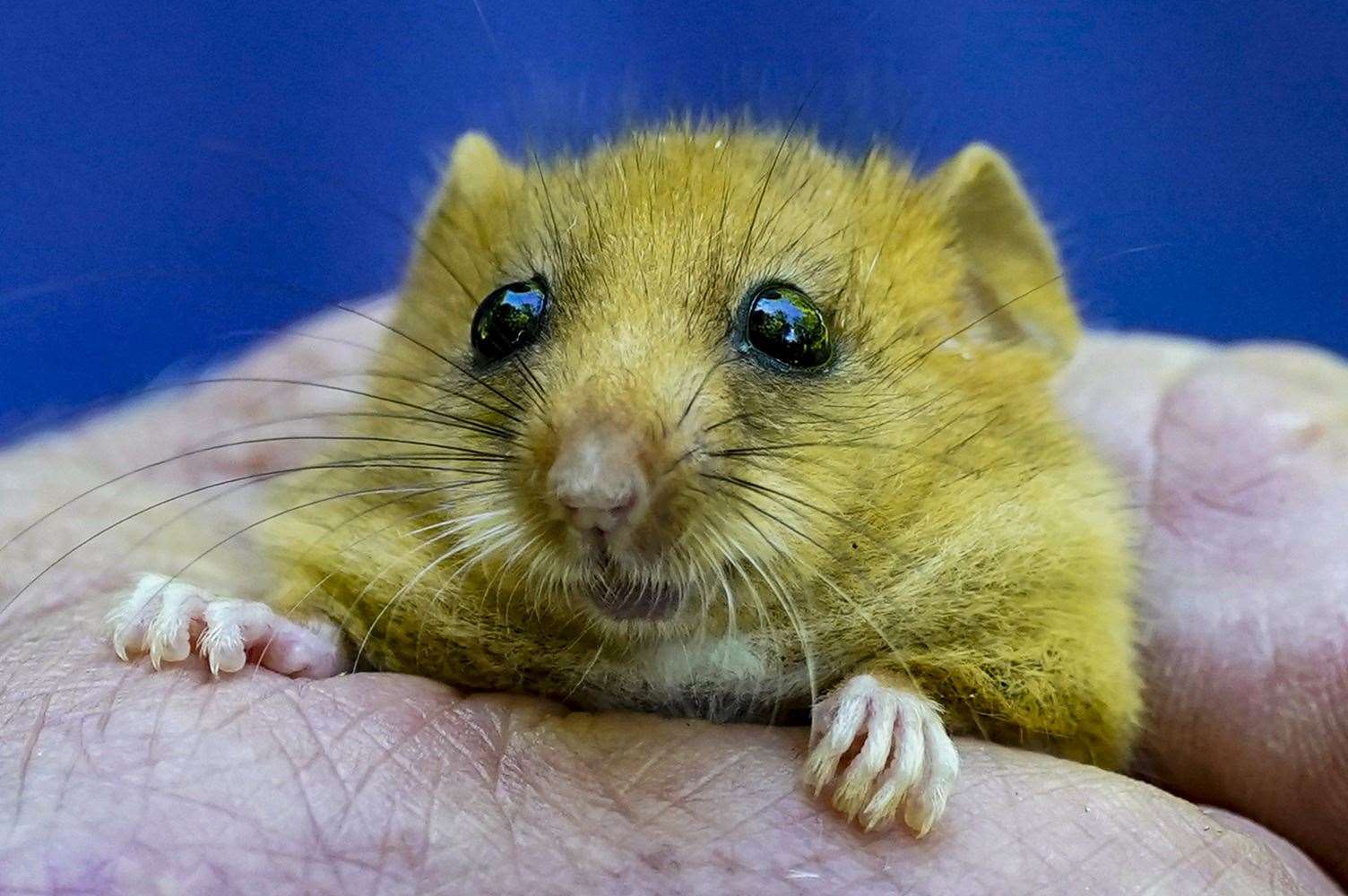 Conservationists say the scheme could – if done well – help threatened wildlife such as dormice (Peter Byrne/PA)