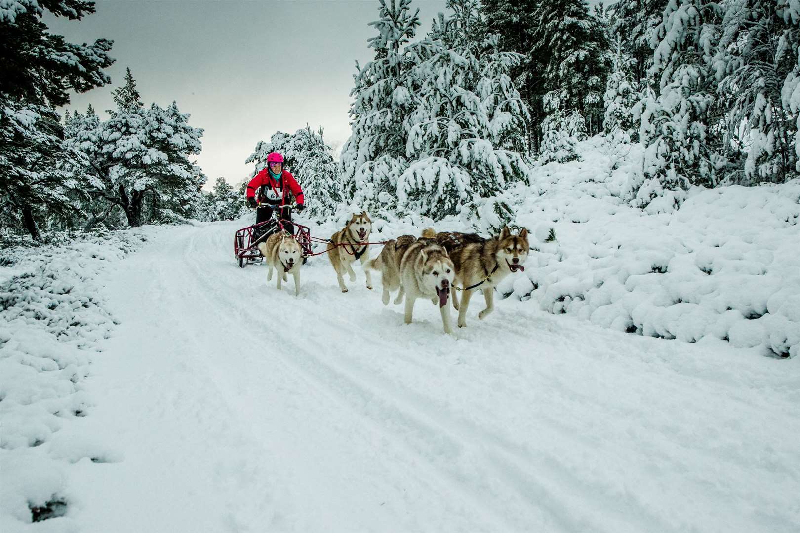 Alpine scenes for the annual Siberian Husky Club race at Aviemore.