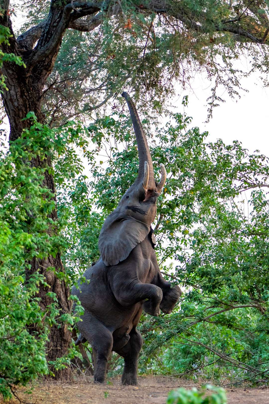 An elephant climbing on his hind legs to feed in Mana Pools National Park, Zimbabwe. Picture: PA Photo/iStock