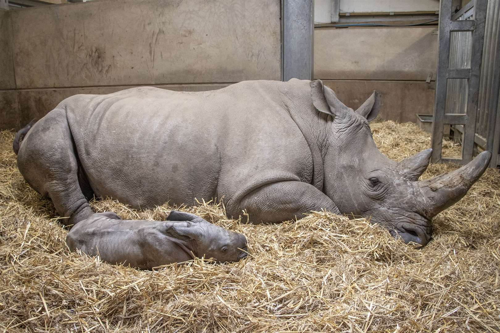 The new arrival has a snooze next to her mother Bayami (Knowsley Safari/PA)