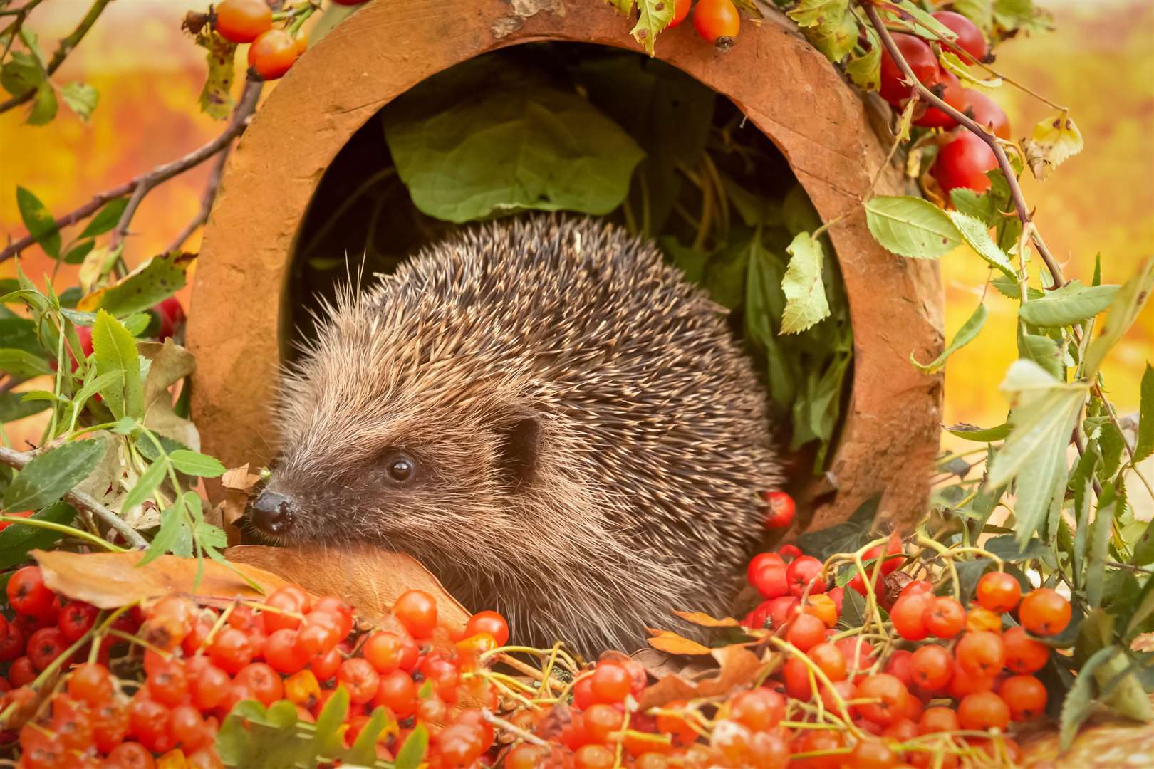 Watch out for wildlife such as hedgehogs. Picture: iStock/PA