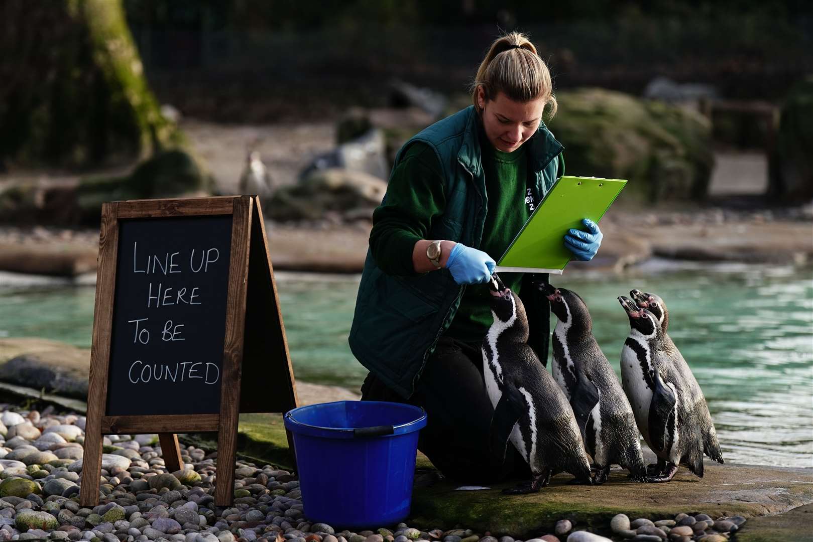 Humboldt penguins were tallied during the morning (Aaron Chown/PA)