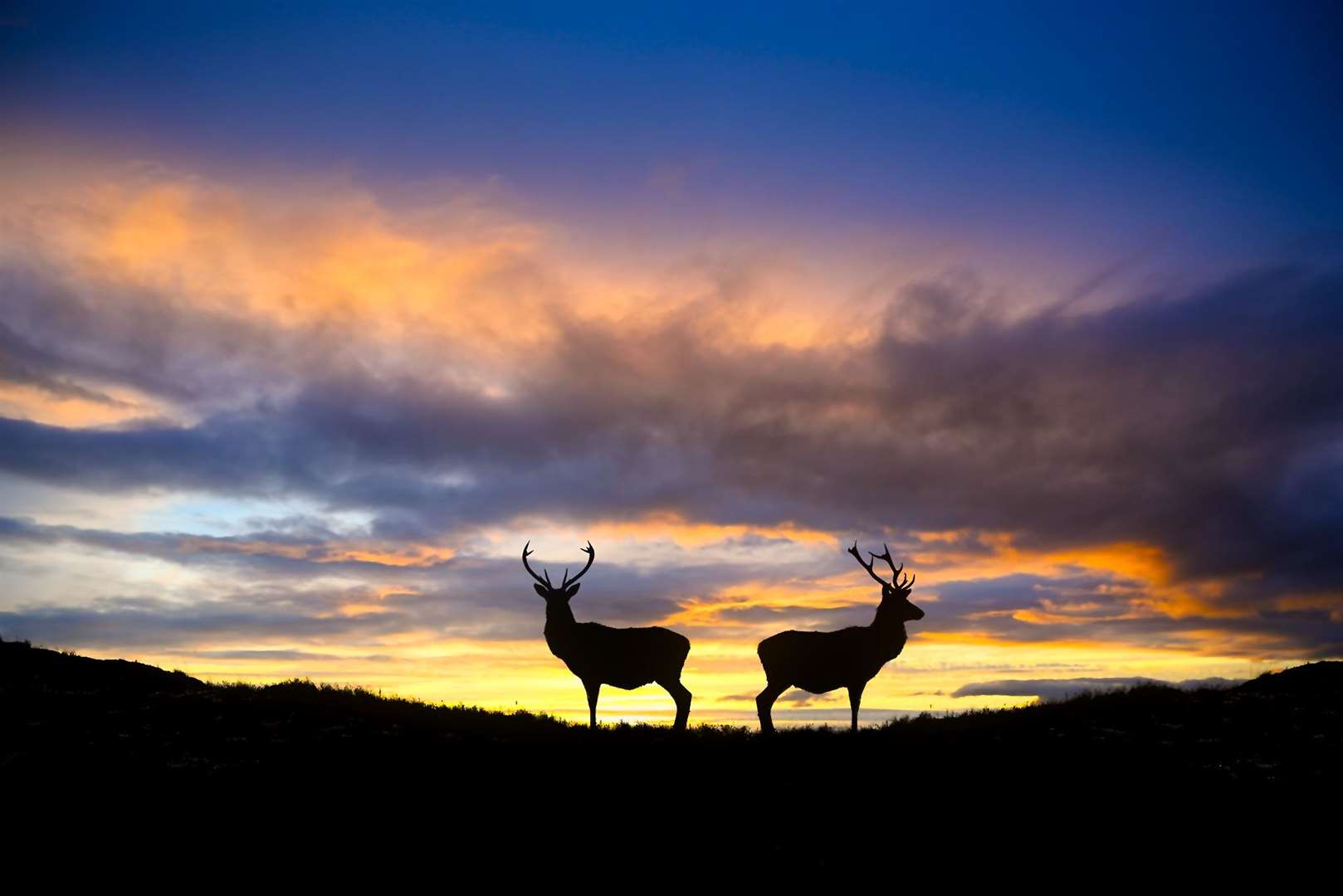 Two stags in Sanjay's photo