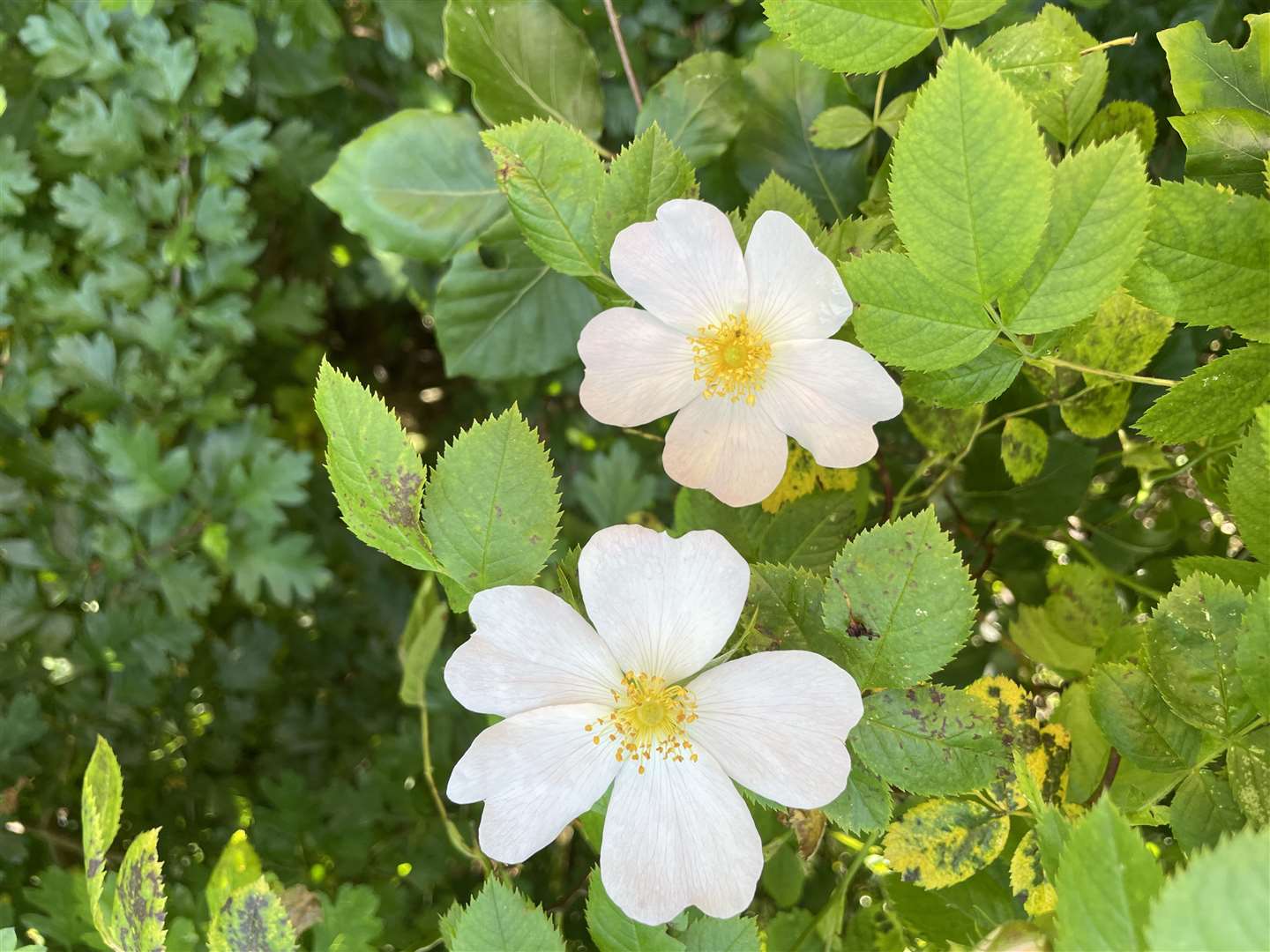 Dog roses on the path beside Kings Golf Course, Inverness. Picture: Jennifer Laws