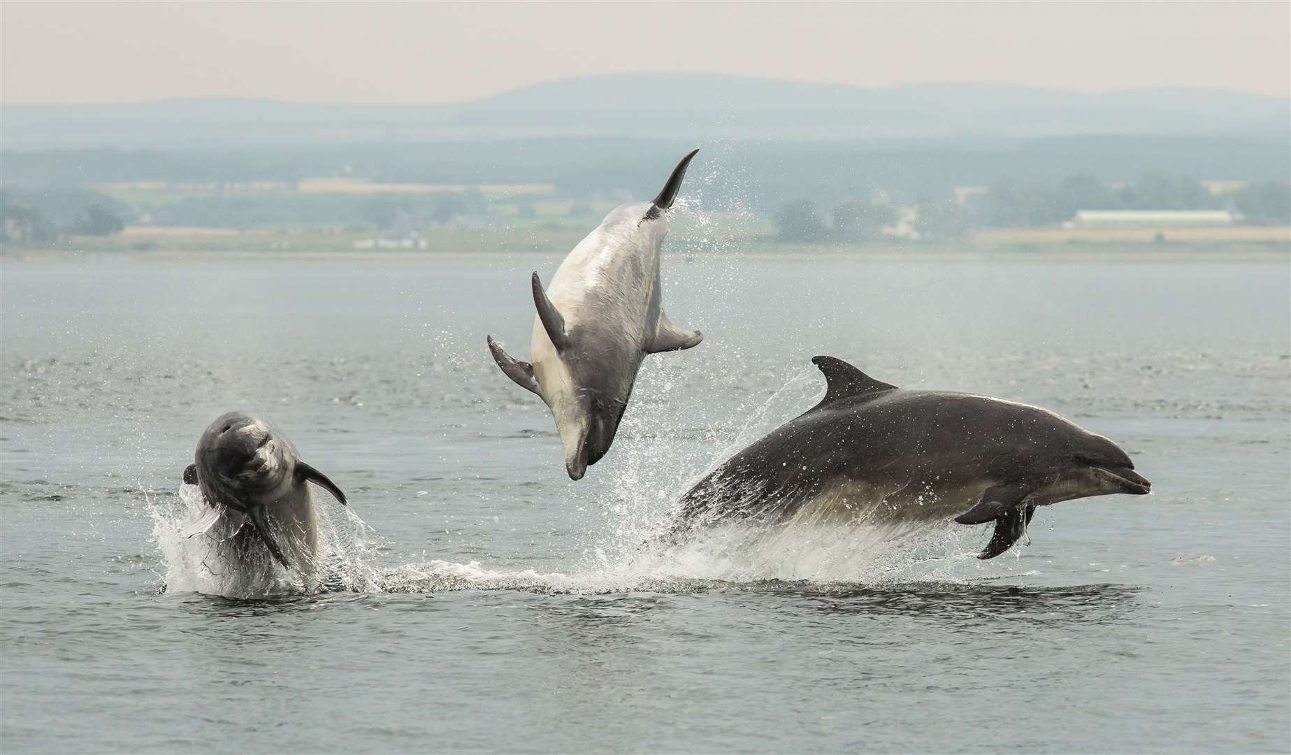 Dolphins are a regular sight.