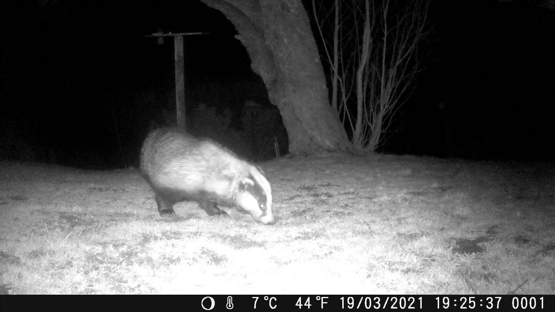 Footage of a badger recorded on March 19.